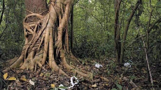 Jennifer Ray, Strangler Fig Embrace, 2009.