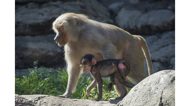 Prospect Park Zoo’s newest residents are two Hamadryas baboons