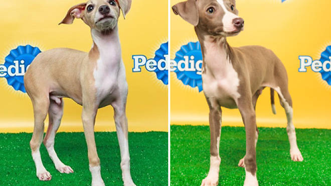 Taser, left, and Sharpie will compete in Animal Planet's Puppy Bowl X.