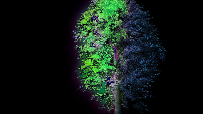 Héhé, 'Radiant Tree', Courtesy de l'artiste