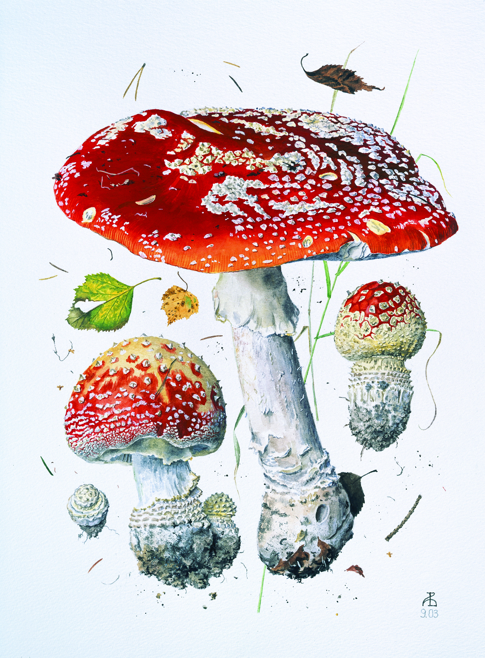 Image 9451282 Mushroom Art Fungi Illustration Botanical Drawings