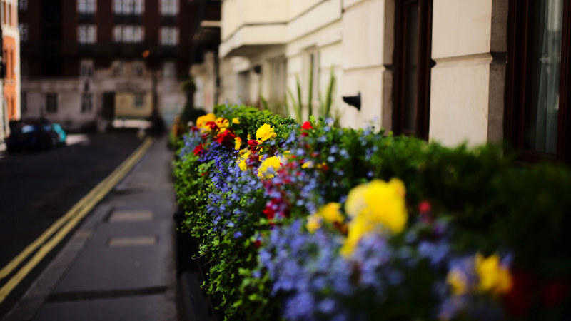 21 photos of flowers blooming all over London