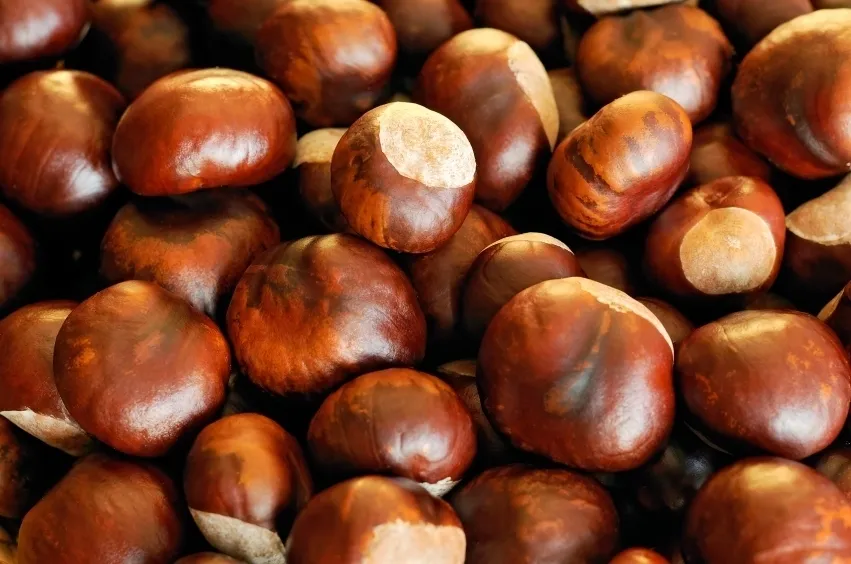 conkers