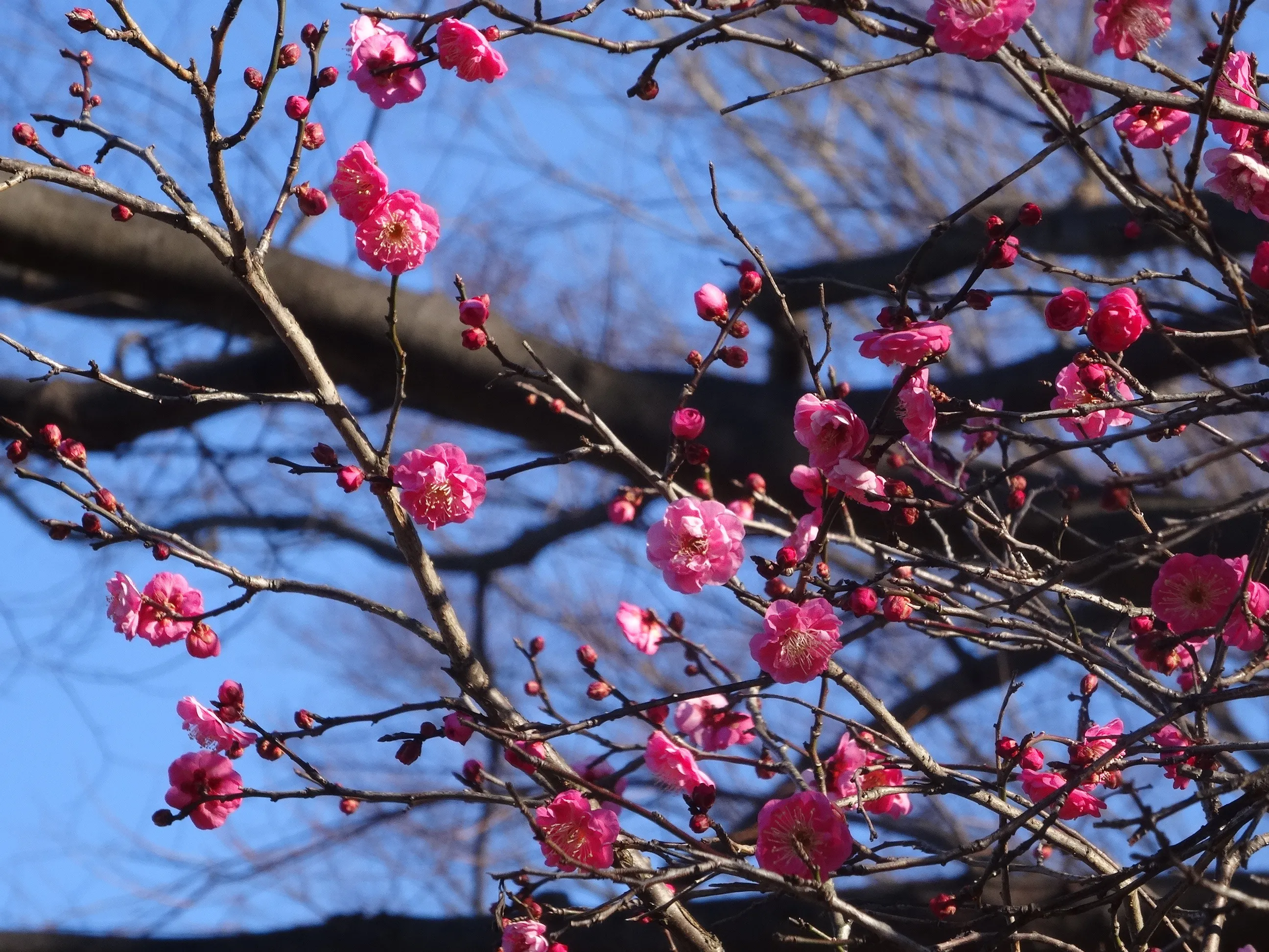 Ume blossoms