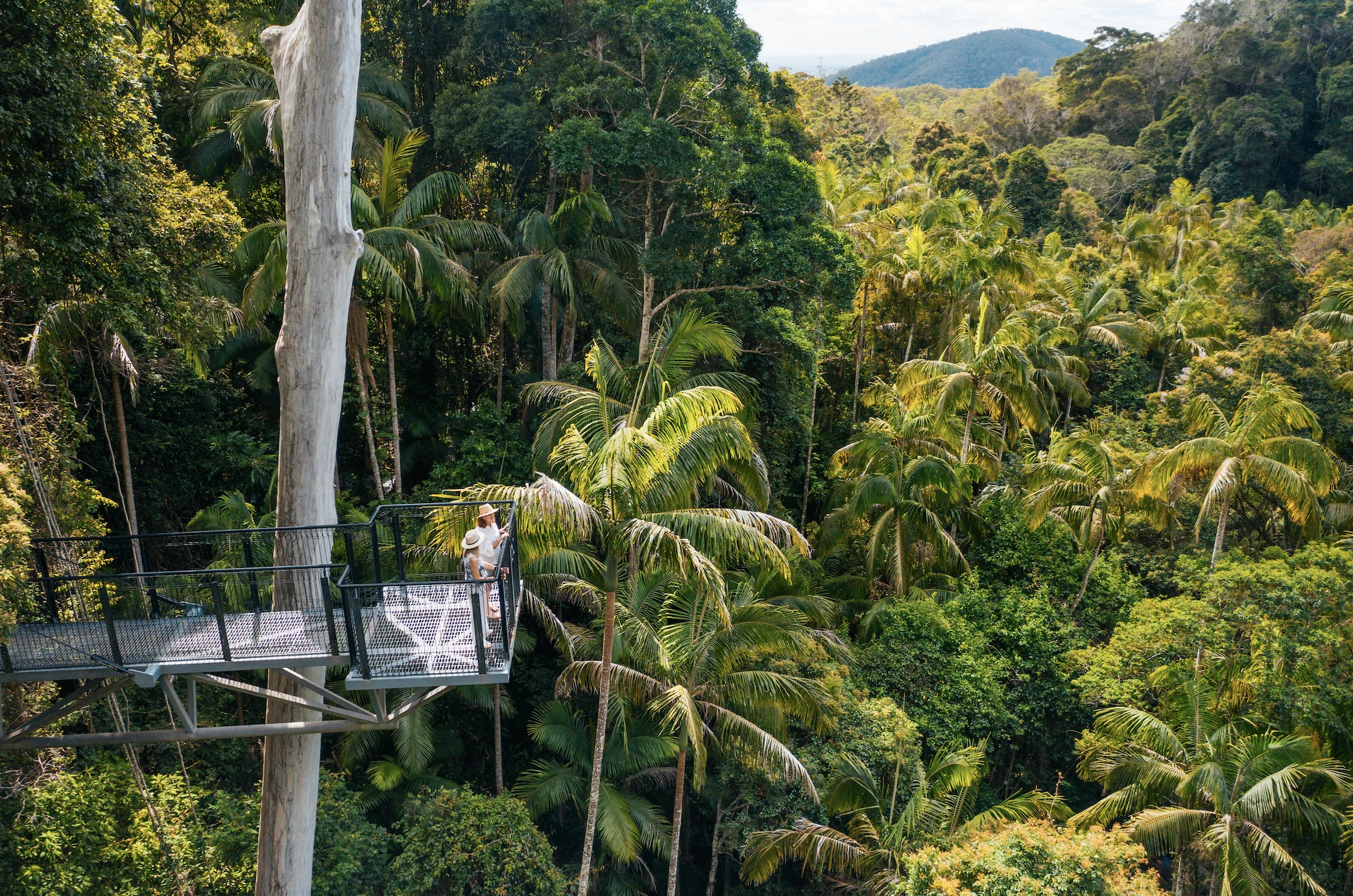 Tamborine Rainforest Skywalk