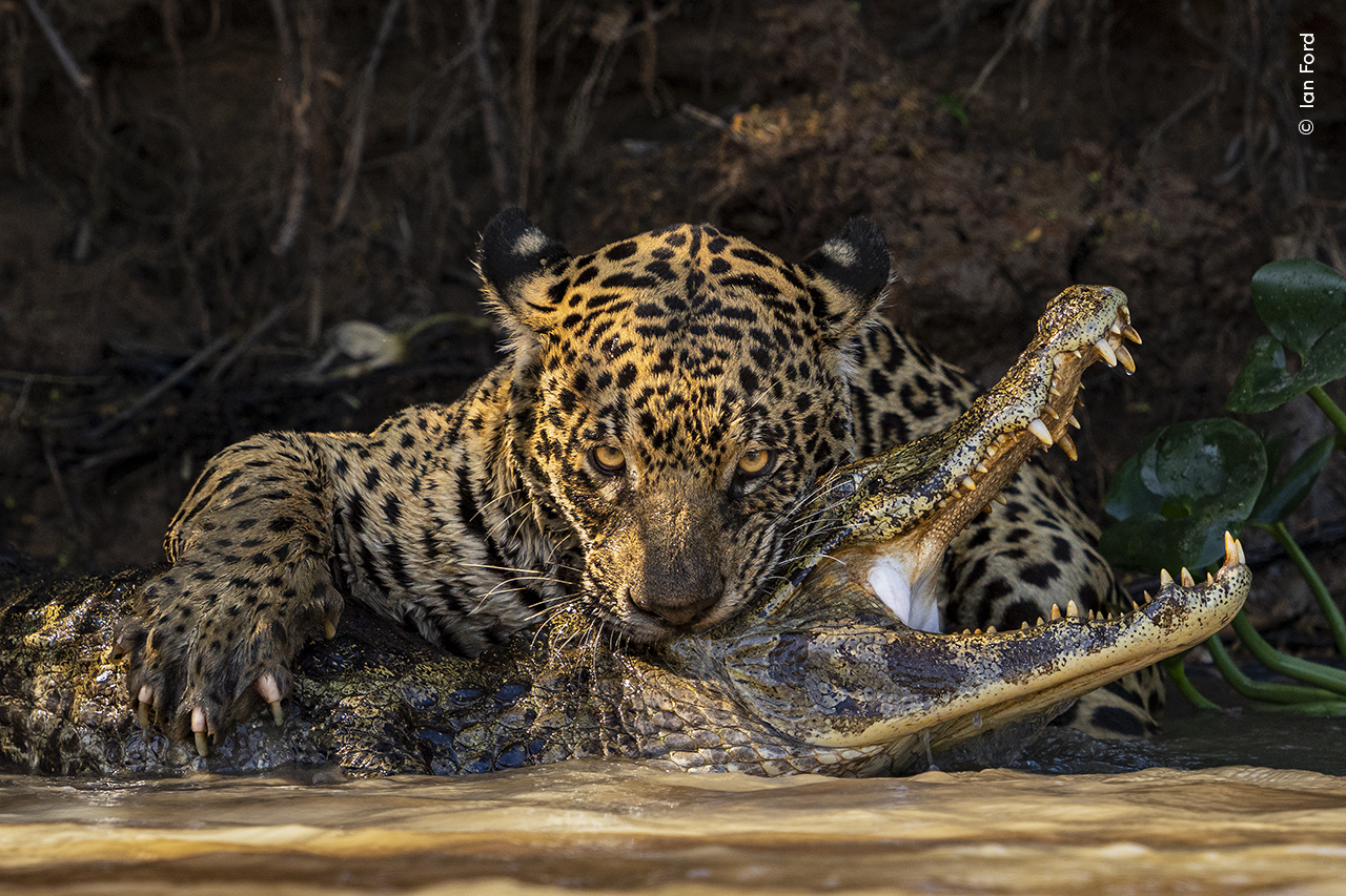 Wildlife Photographer Of The Year First Batch Of Stunning Images