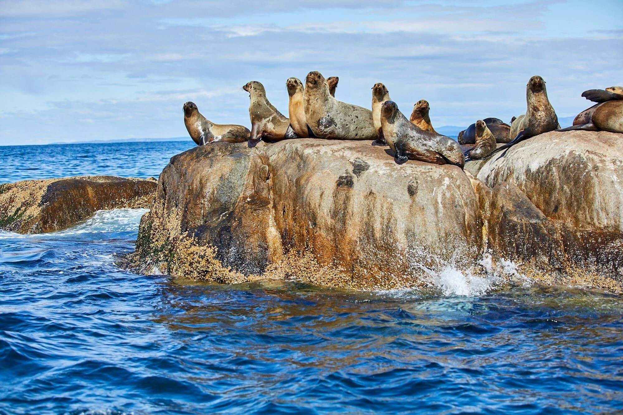 Seals on rock over water