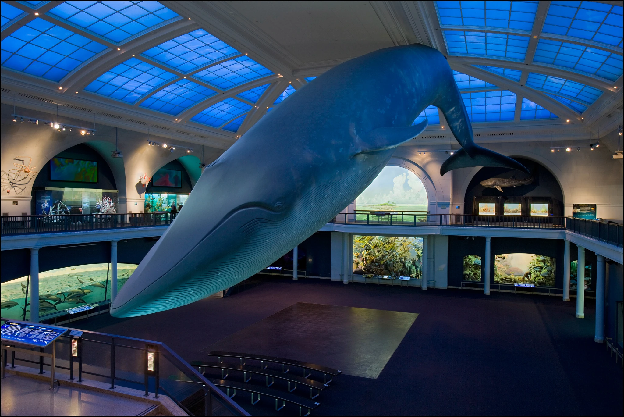 Hall of Ocean Life, Blue Whale