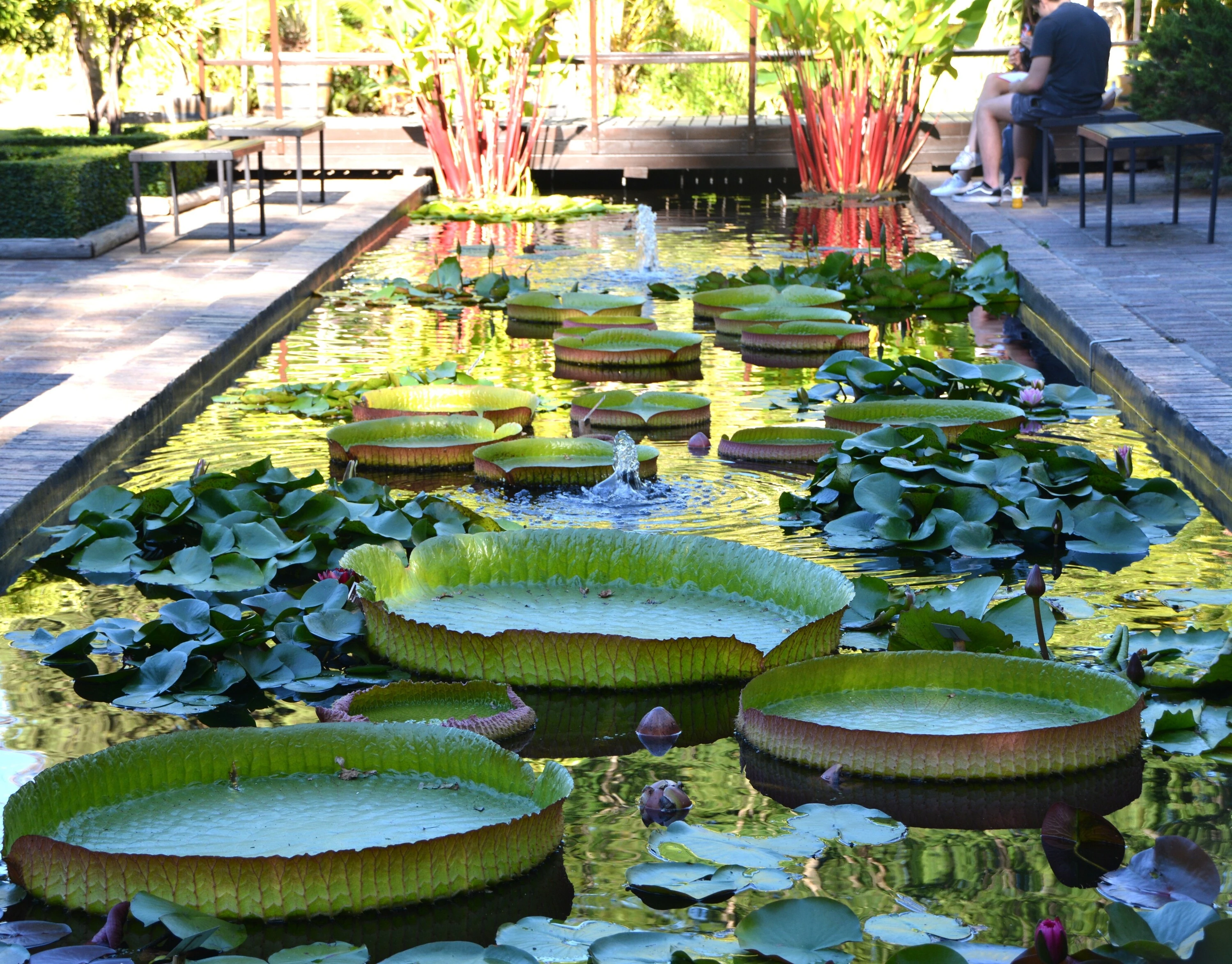 Stellenbosch Botanical Gardens