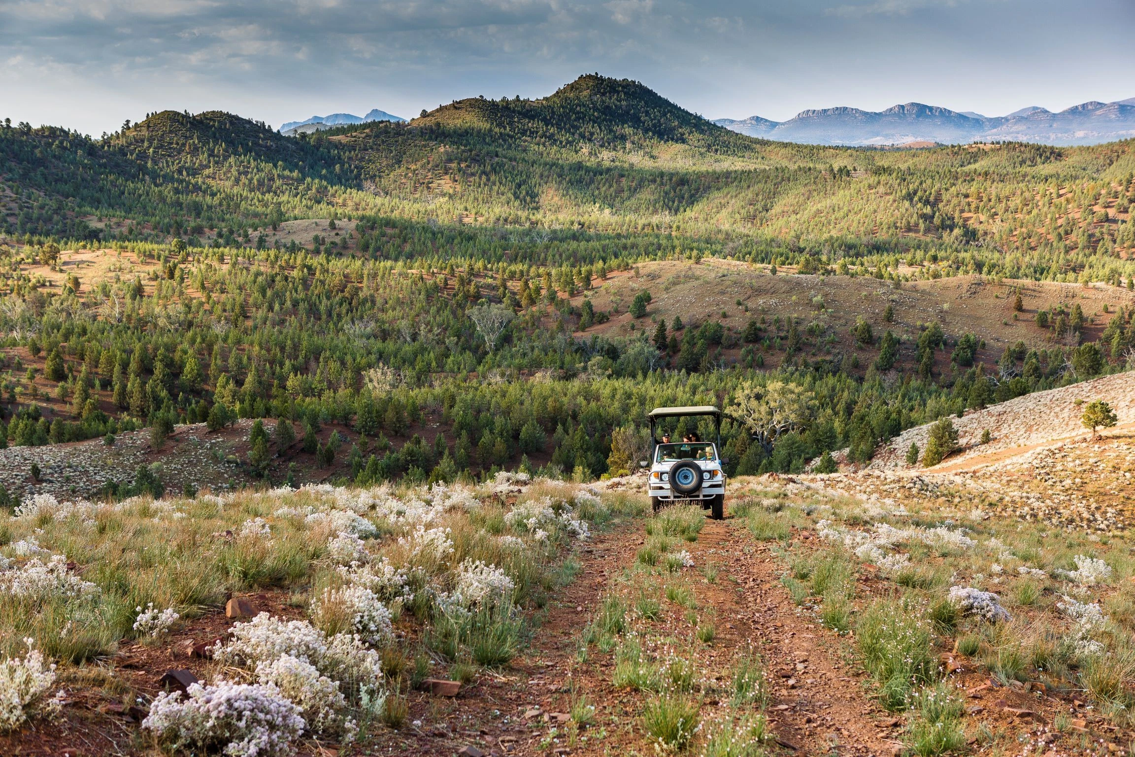 Safari drive