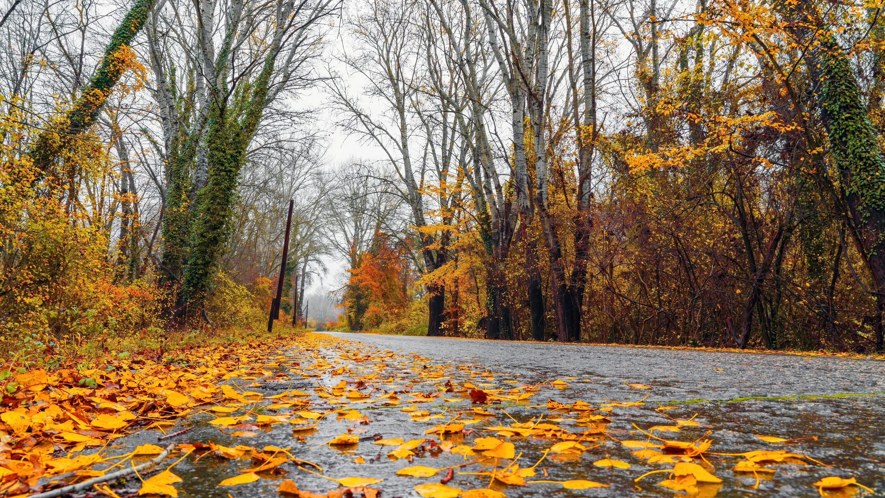 Fall
