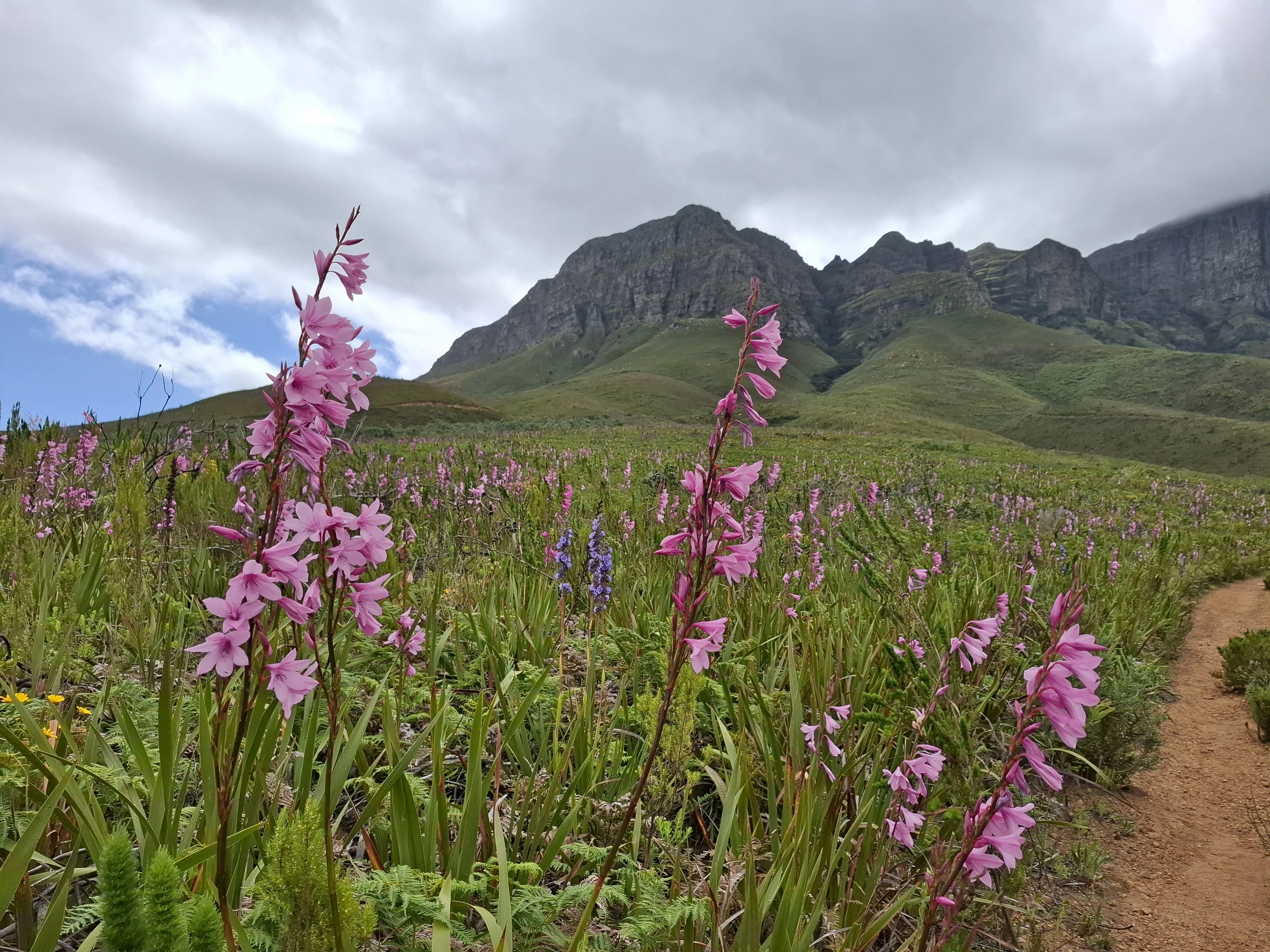 Wildflowers in bloom.
