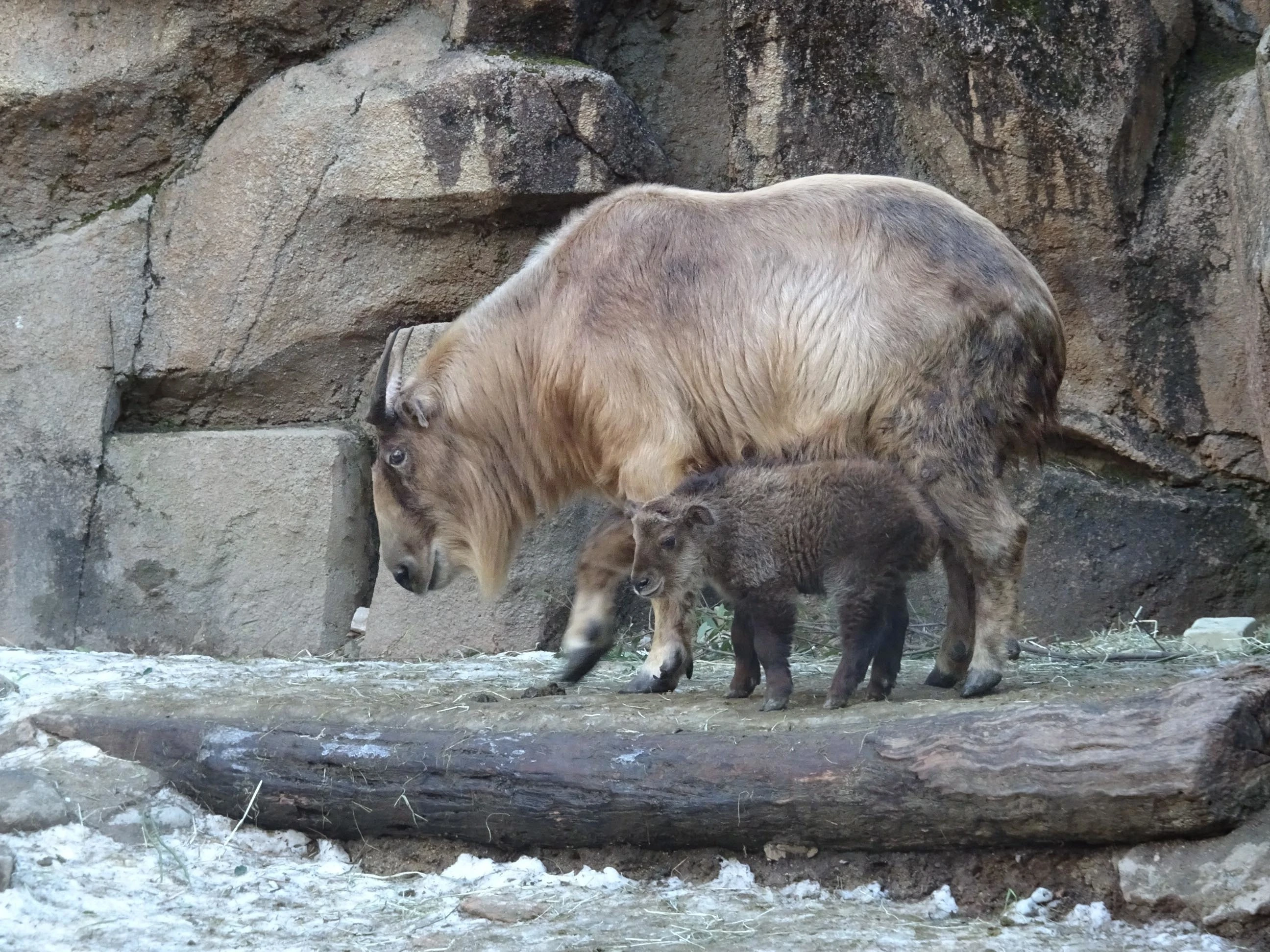Golden takins at Tama Zoo