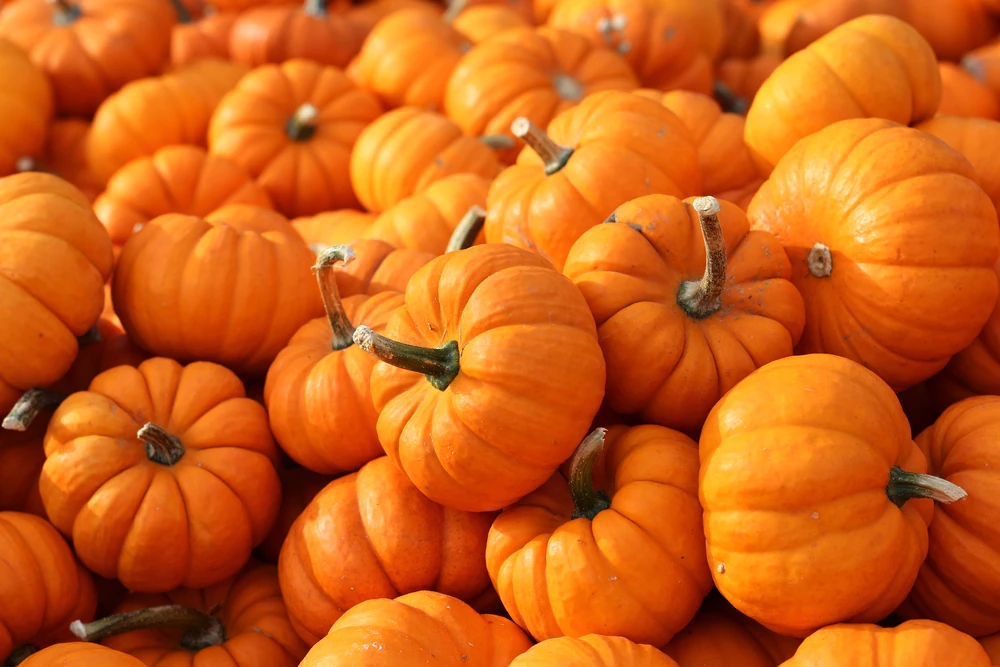 Stack of pumpkins at a patch