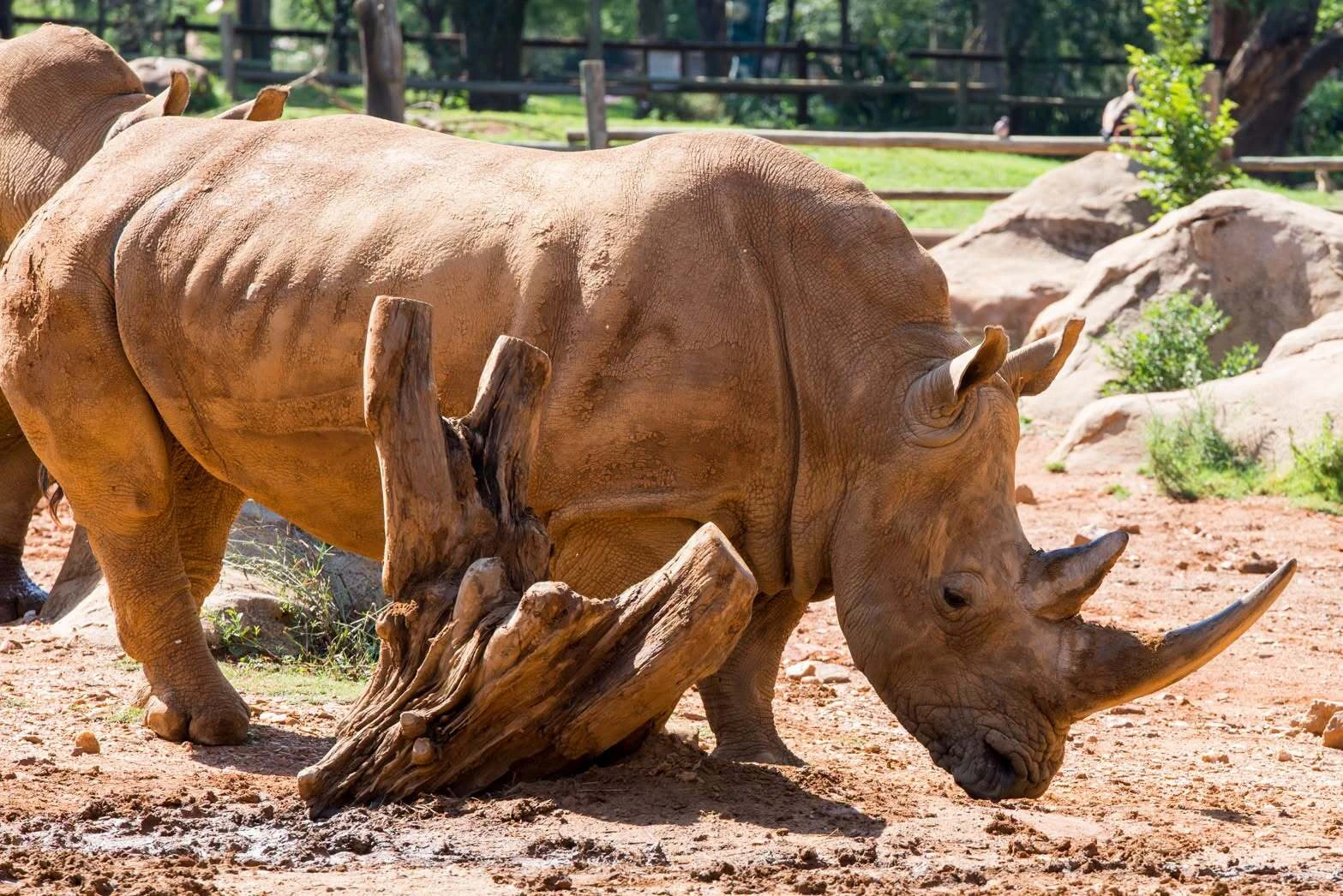 Rhinos, lions, zebras and all of grandma and grandpa's favourite animals can be seen for free at the Joburg Zoo this Senior Citizens' month.