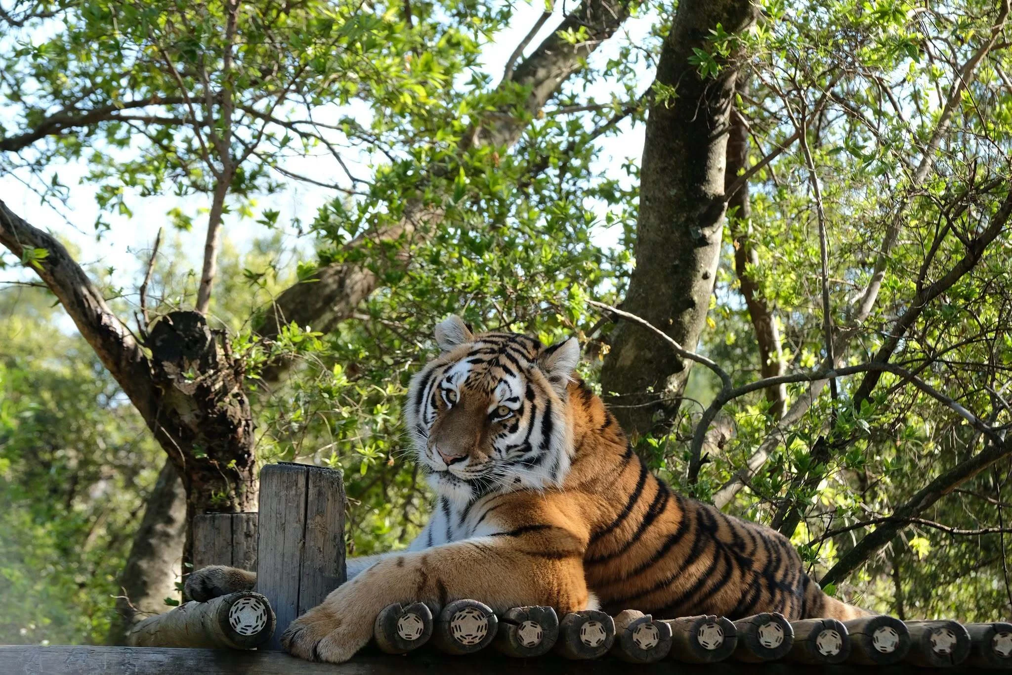 If grandma and grandpa are lucky, they might spot this tiger at the Joburg Zoo this October. 