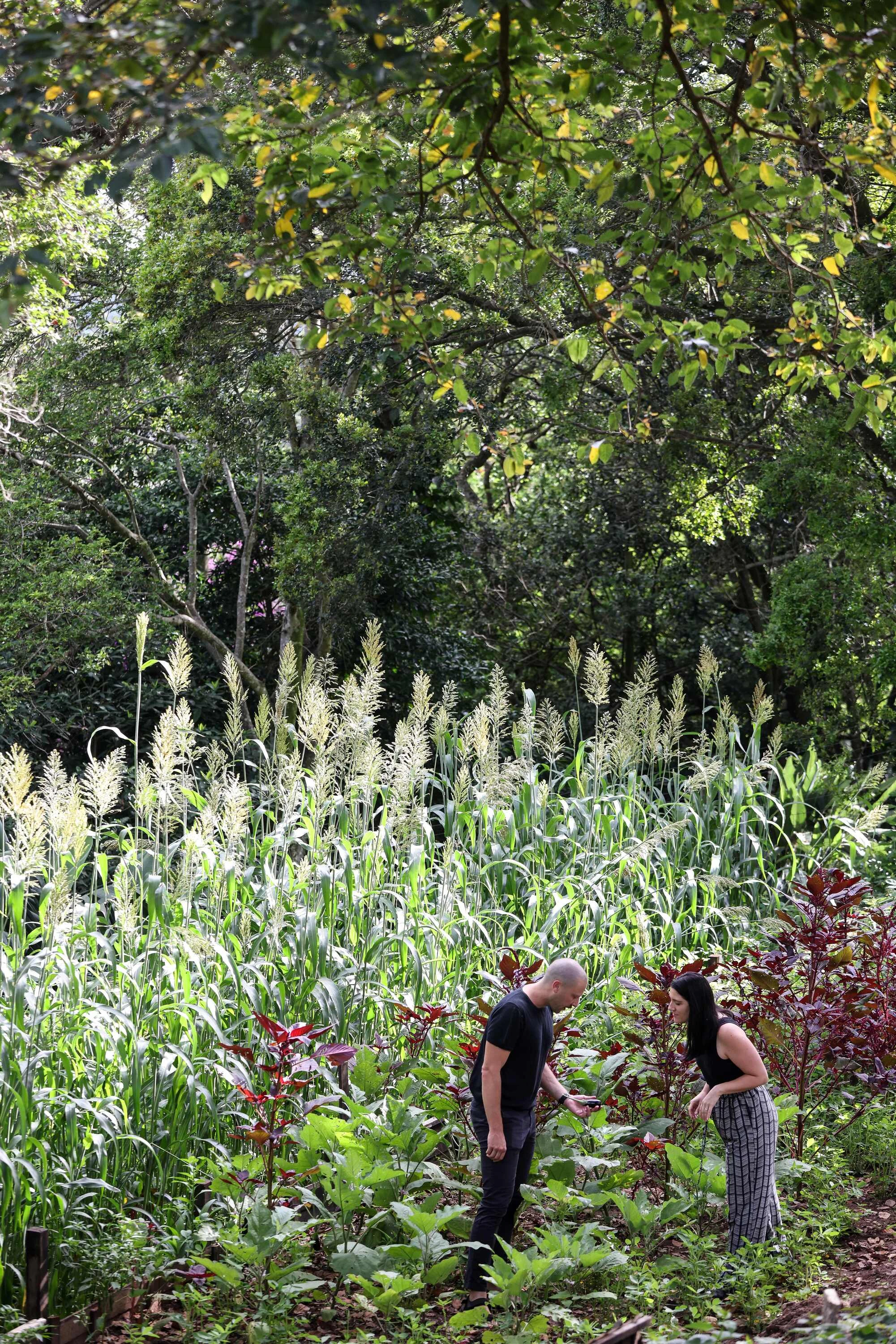 The indigenous garden at Buitenverwachting Wine Estate.