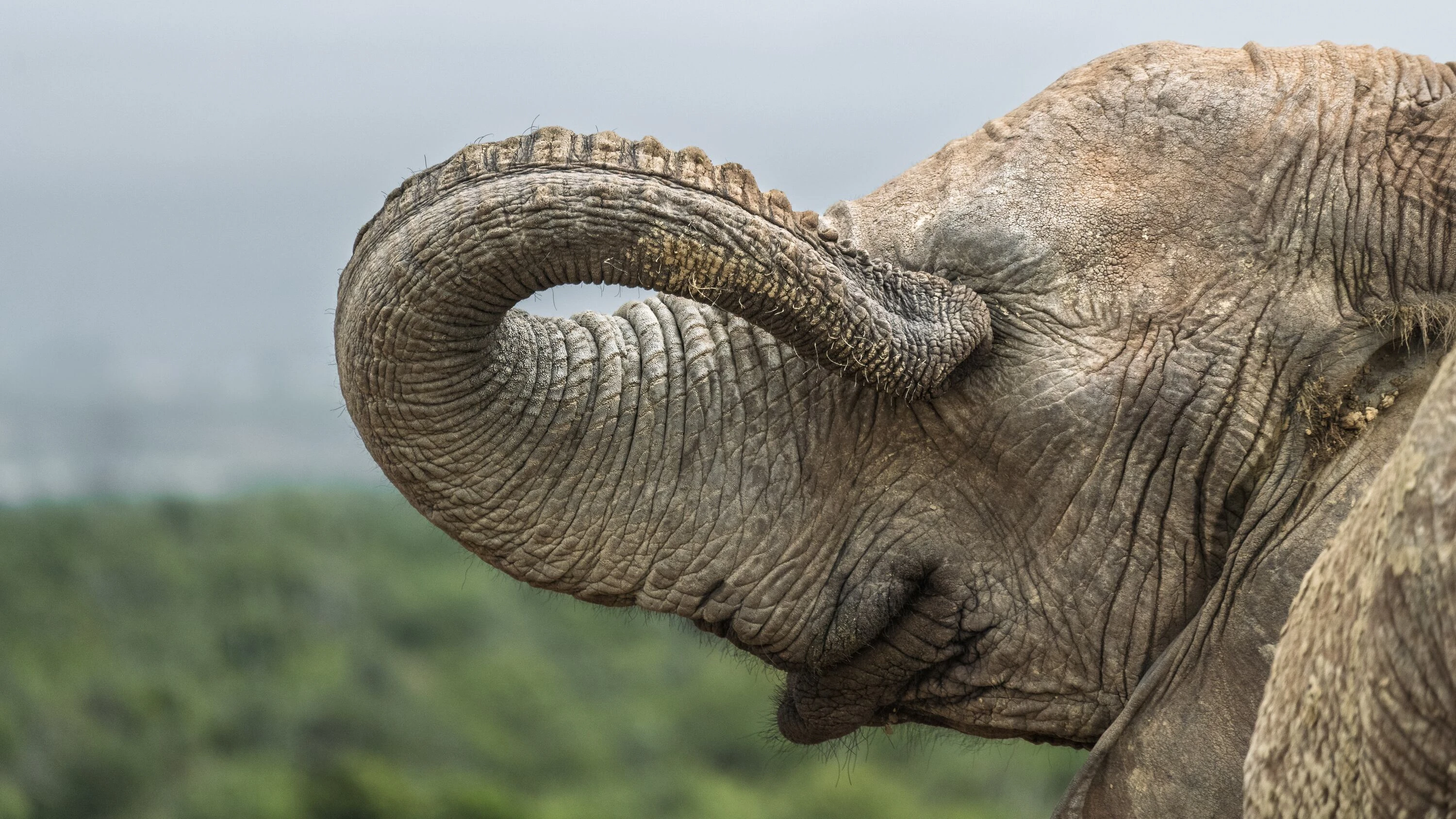 An elephant covers its eye with its trunk