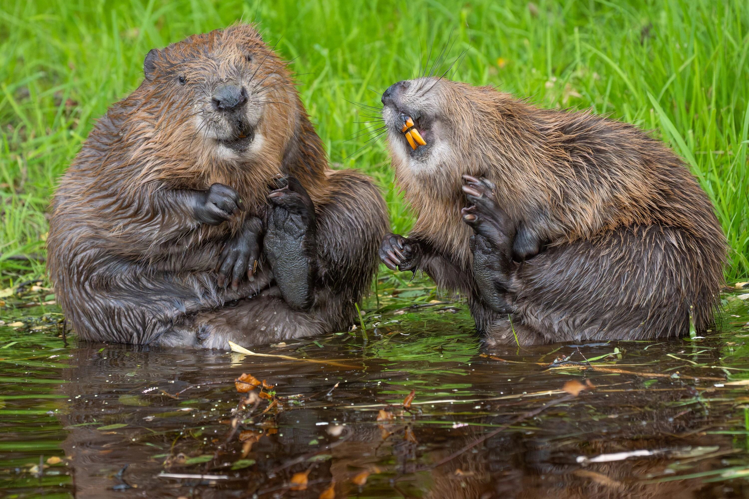Beavers