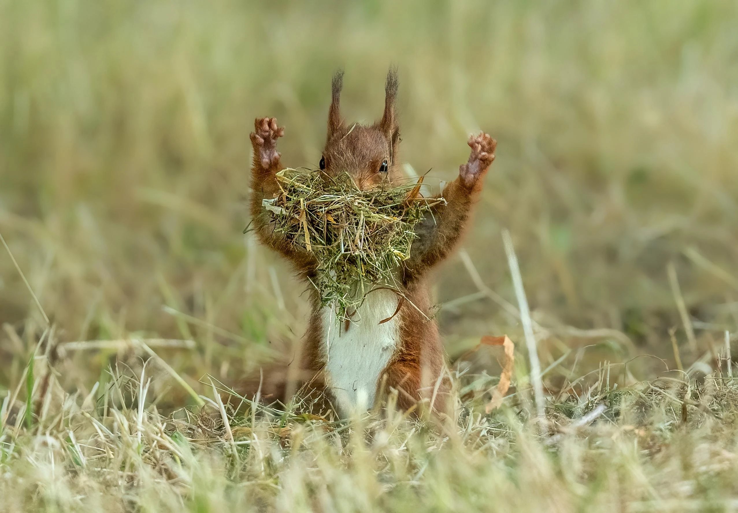 Squirrel