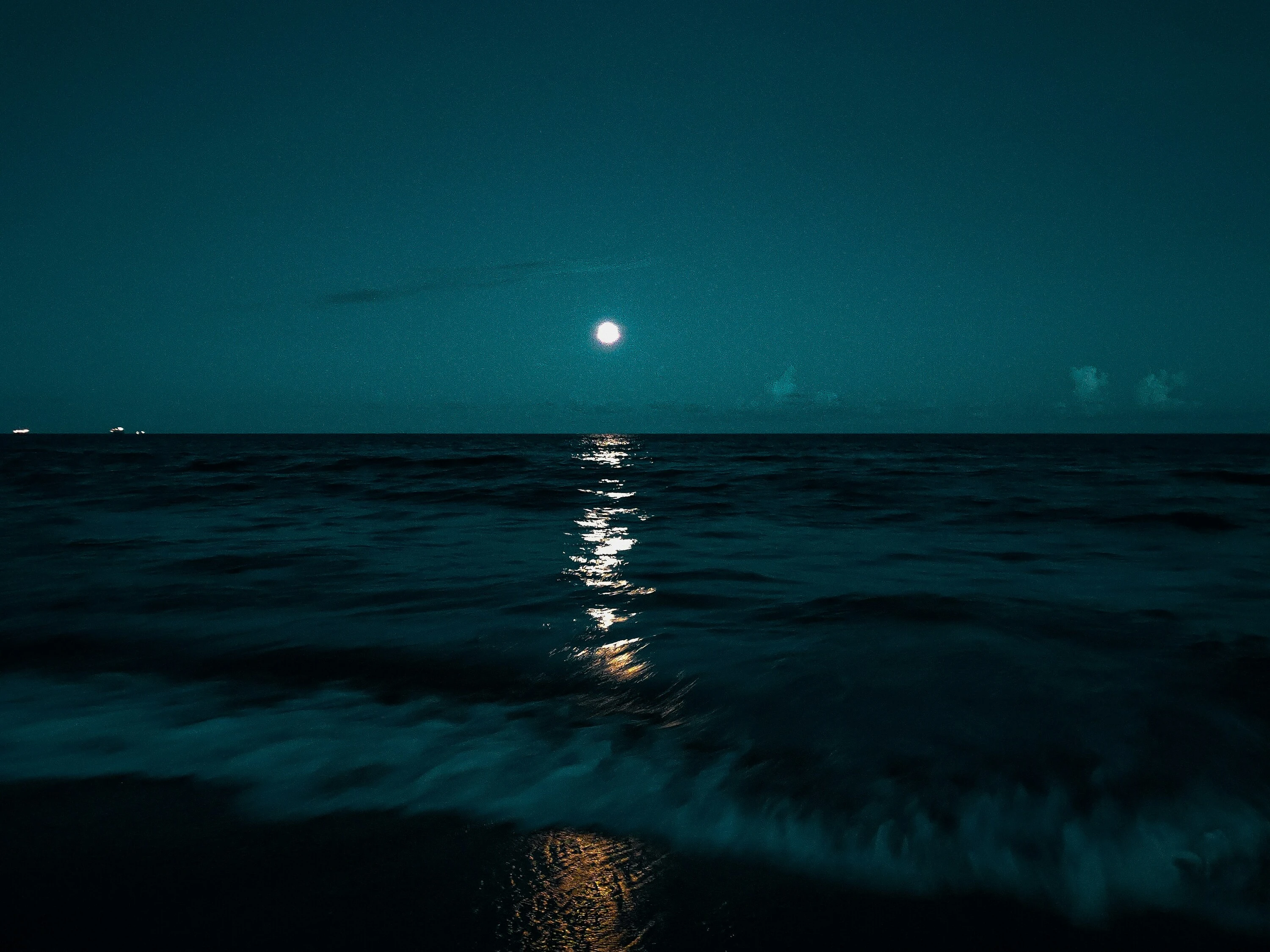 Discover the creatures of the night on the beach. 
