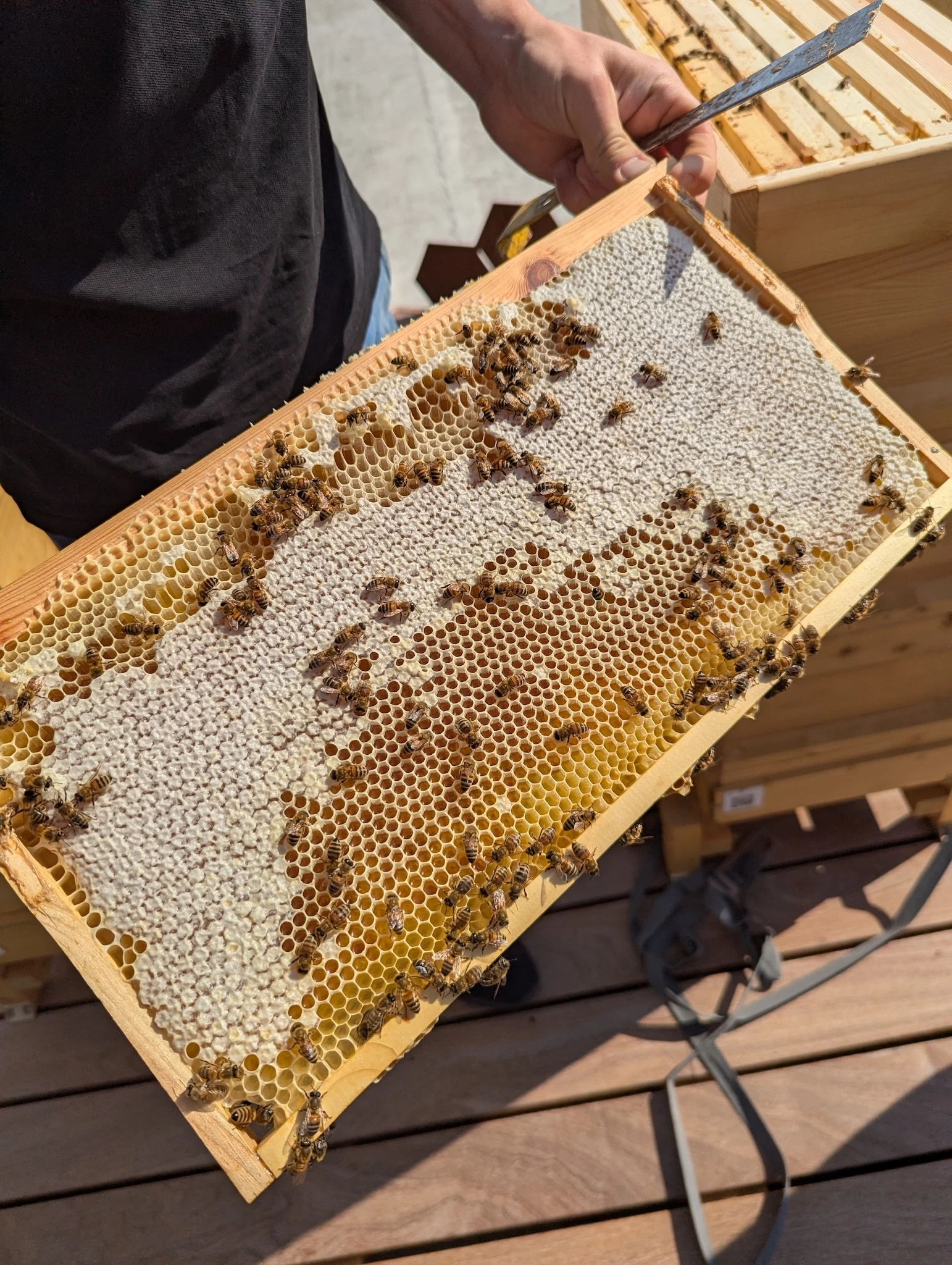 Urbanbee tends to hives across Vilnius