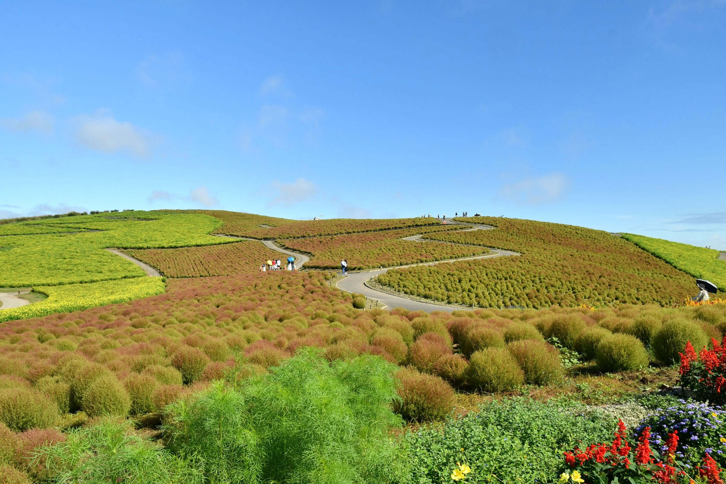 40,000 kochia bushes are now growing at Hitachi Seaside Park near Tokyo