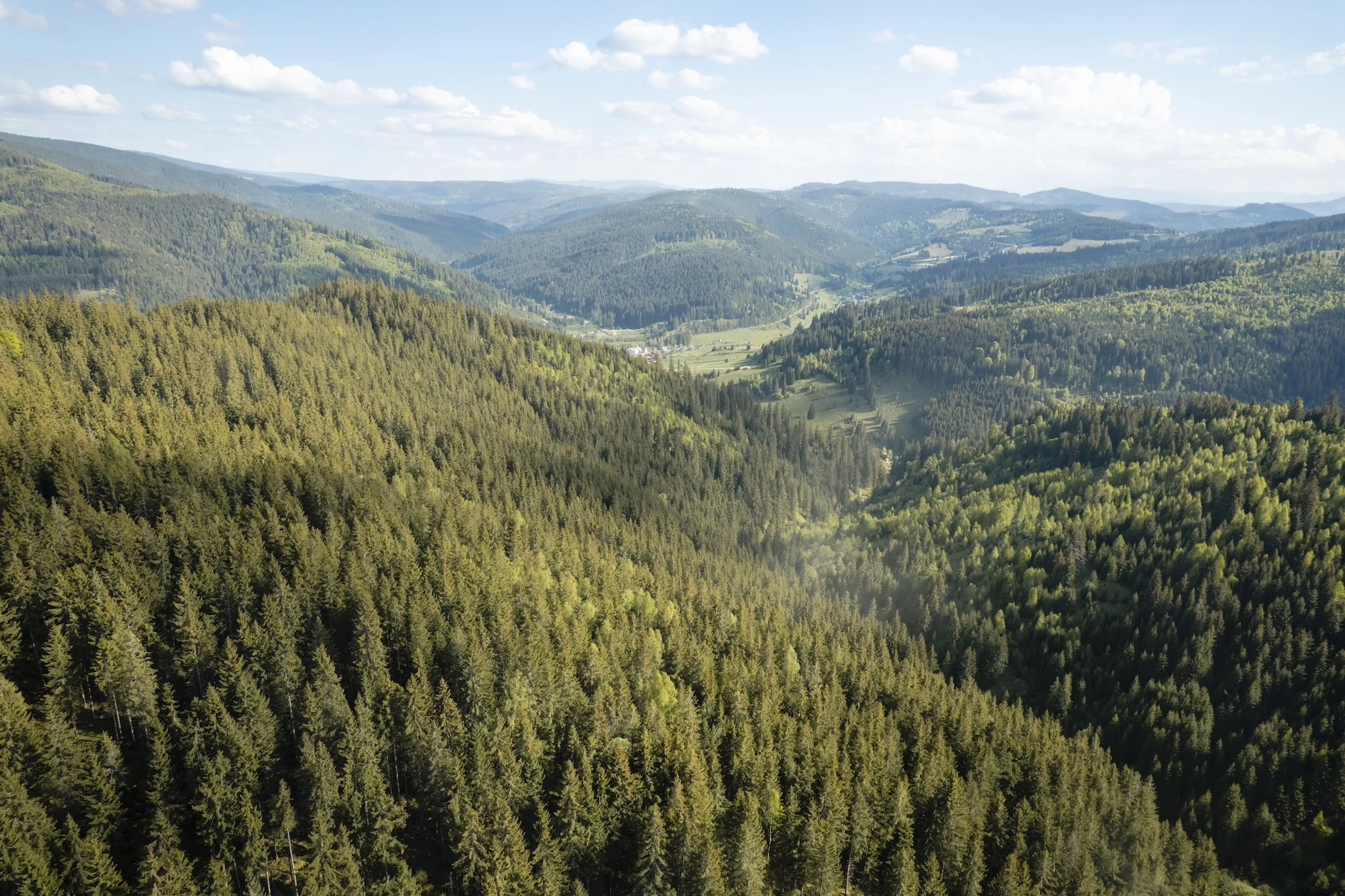 The forested slopes of Bucovina, Romania