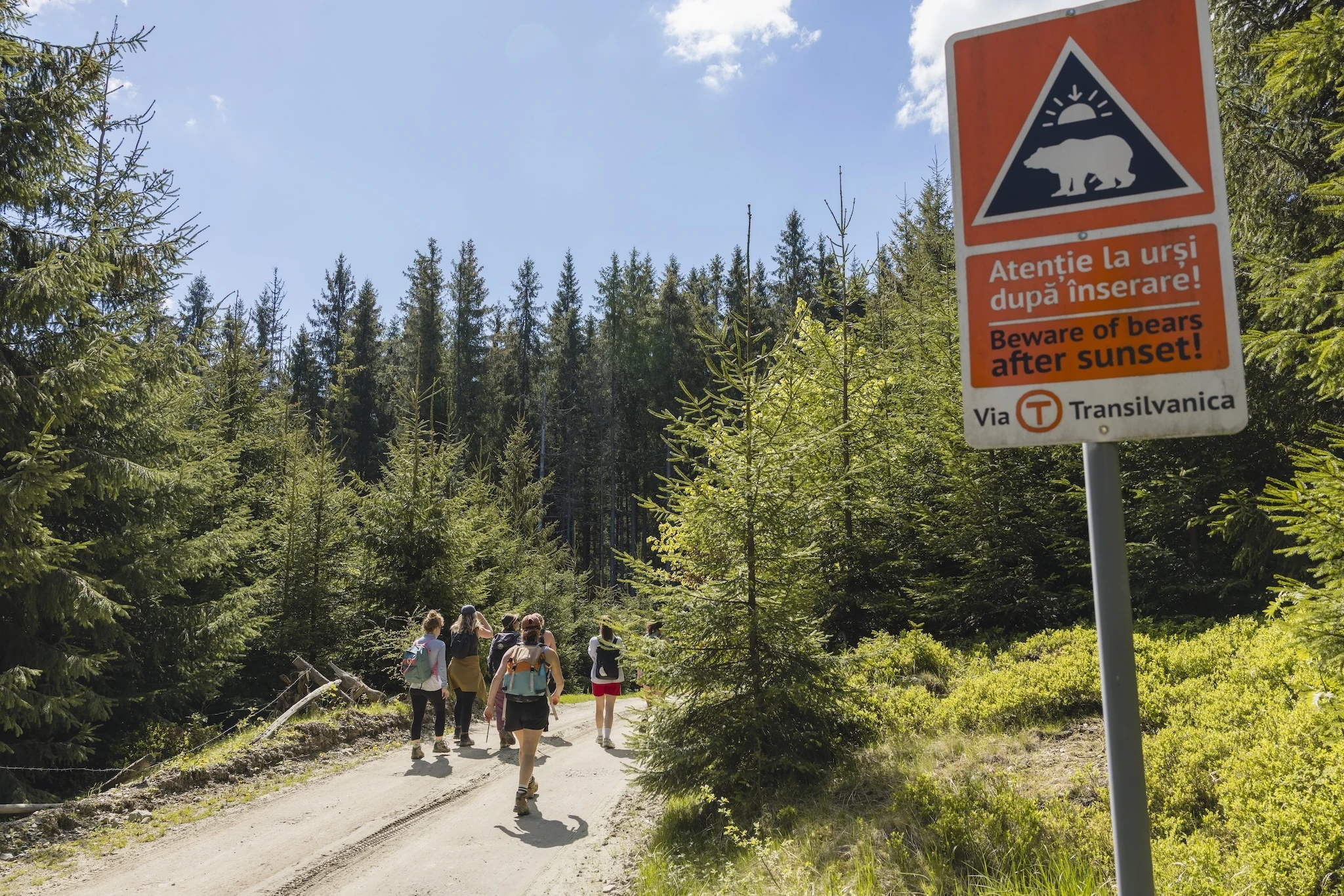 A sign warning of bears on the Via Transilvanica with a group walking ahead