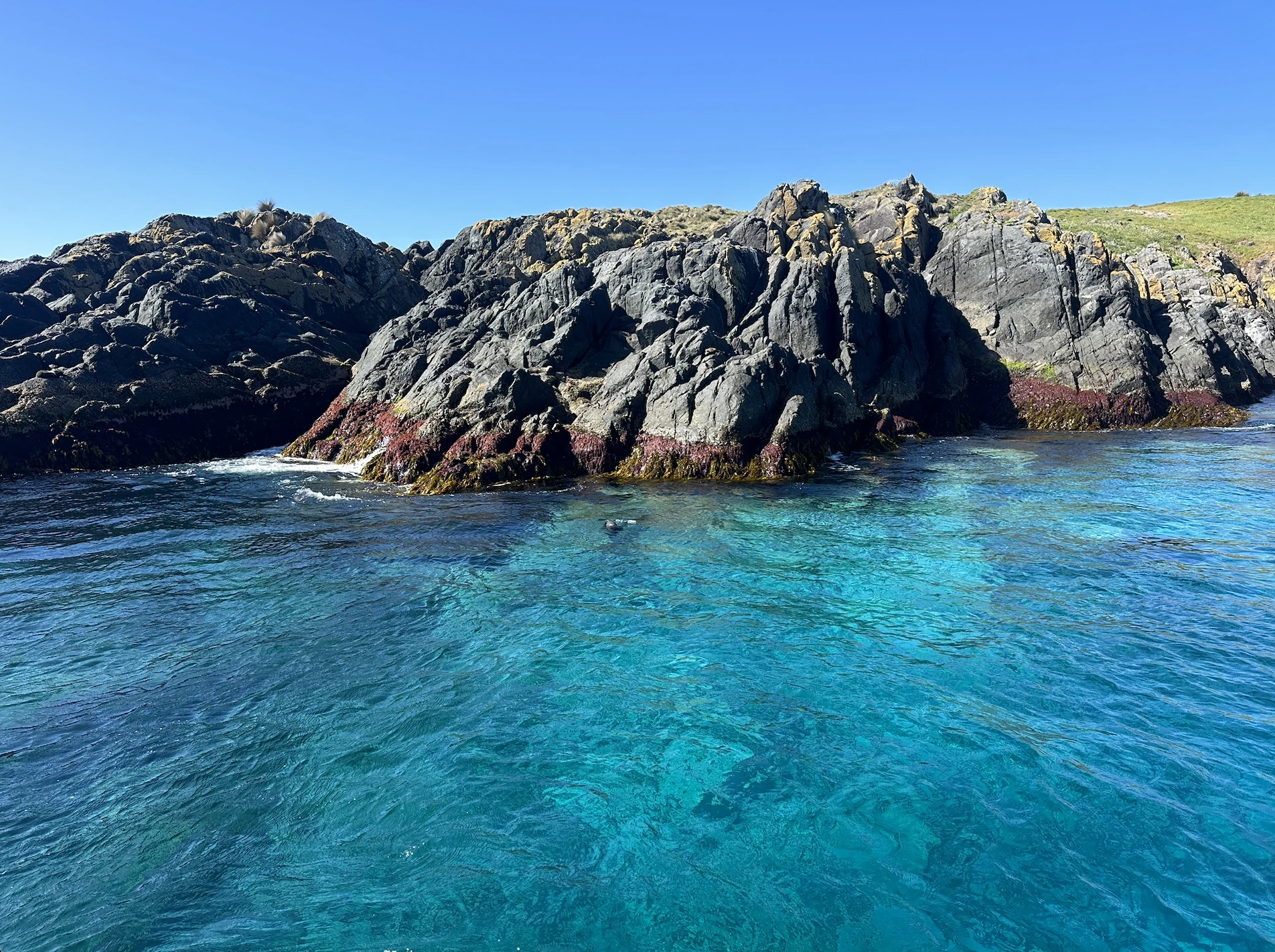 Seals swimming around Montague Island