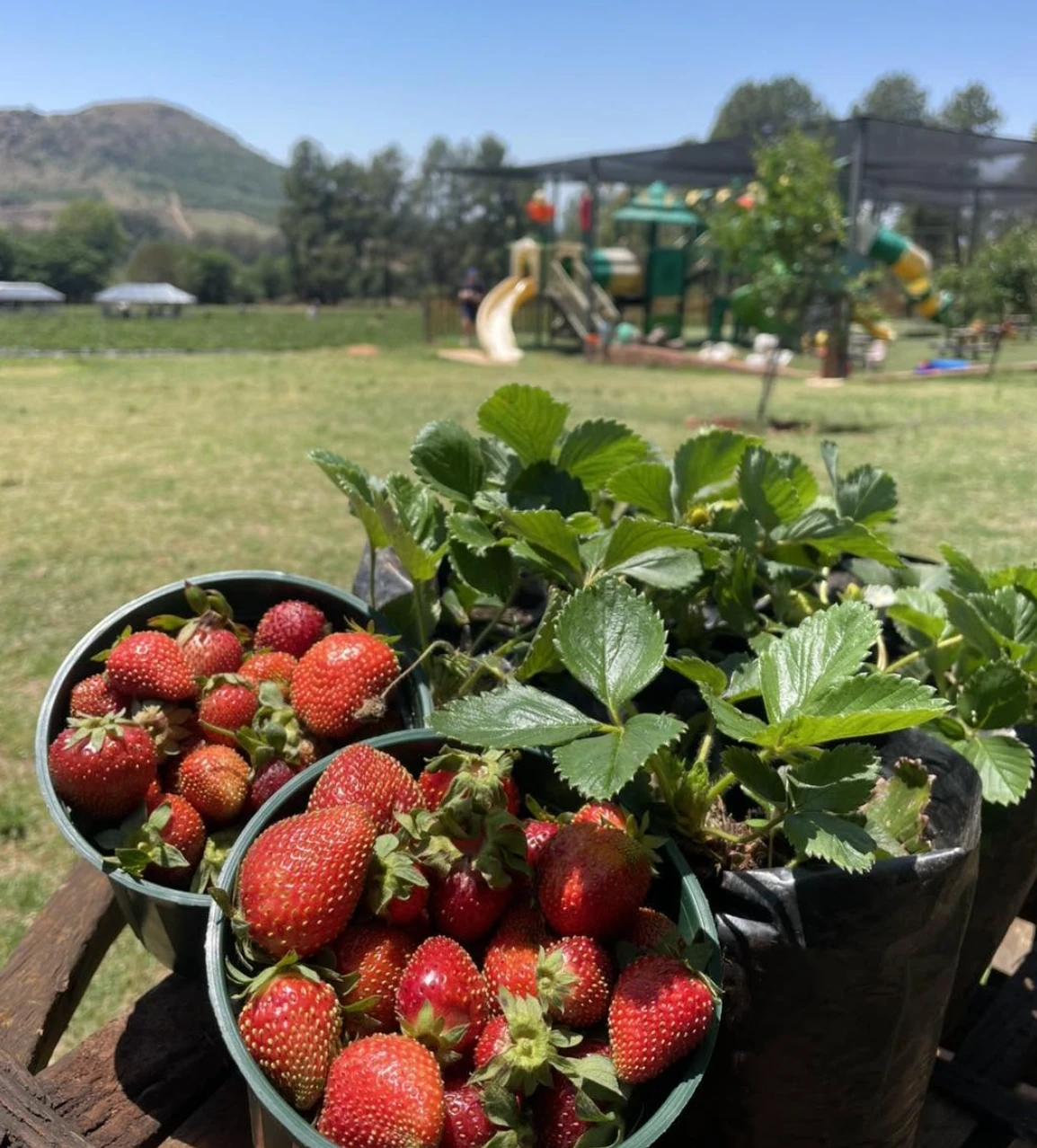 At The Cradle Berry Farm the kids can nibble on the berries they picked while running around the designated play area.