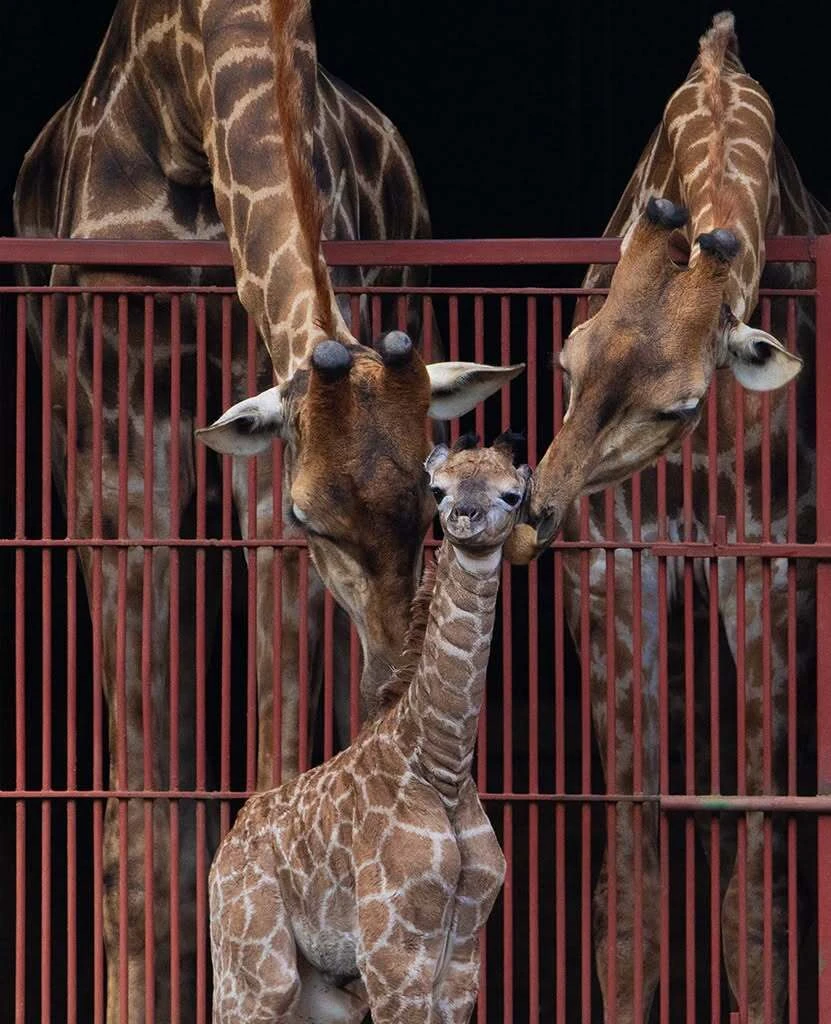These giraffe parents love their little one as much as Pretoria loves the Zoo's reduced prices.