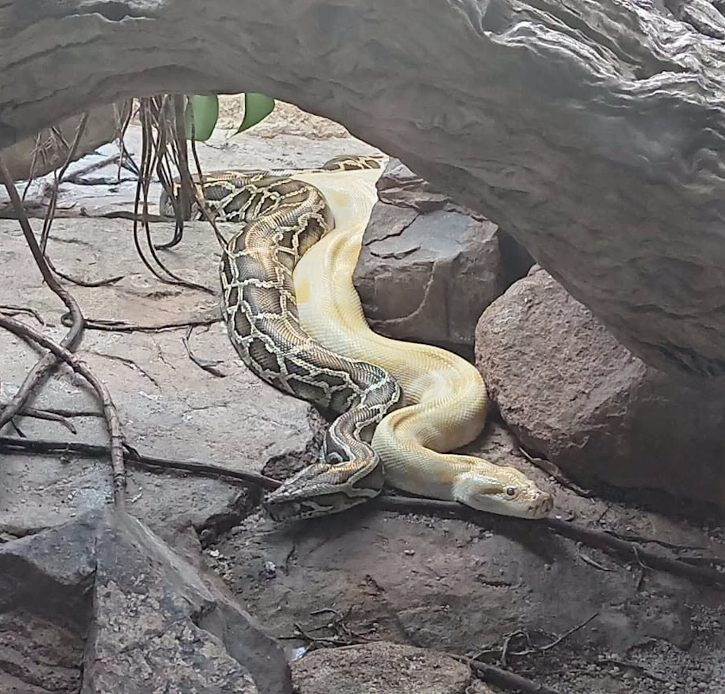 How often do we get to see two pythons side by side like this?