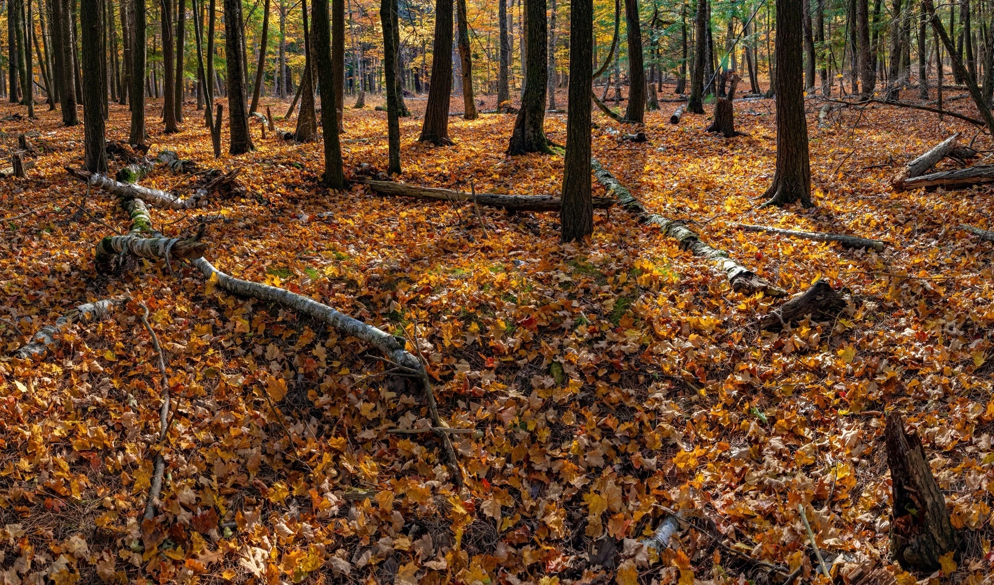 Peninsula State Park