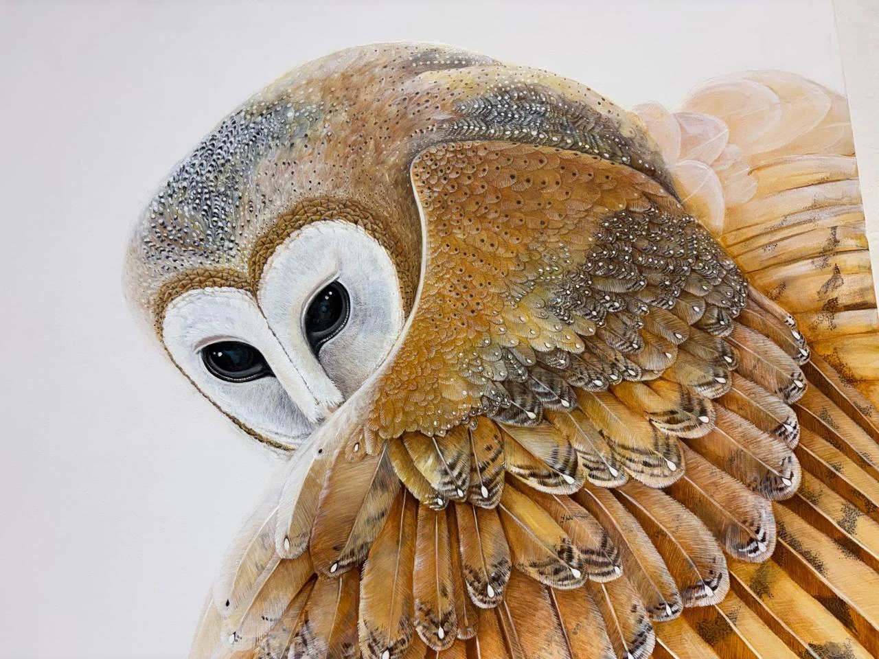 An owl with its features thrown open