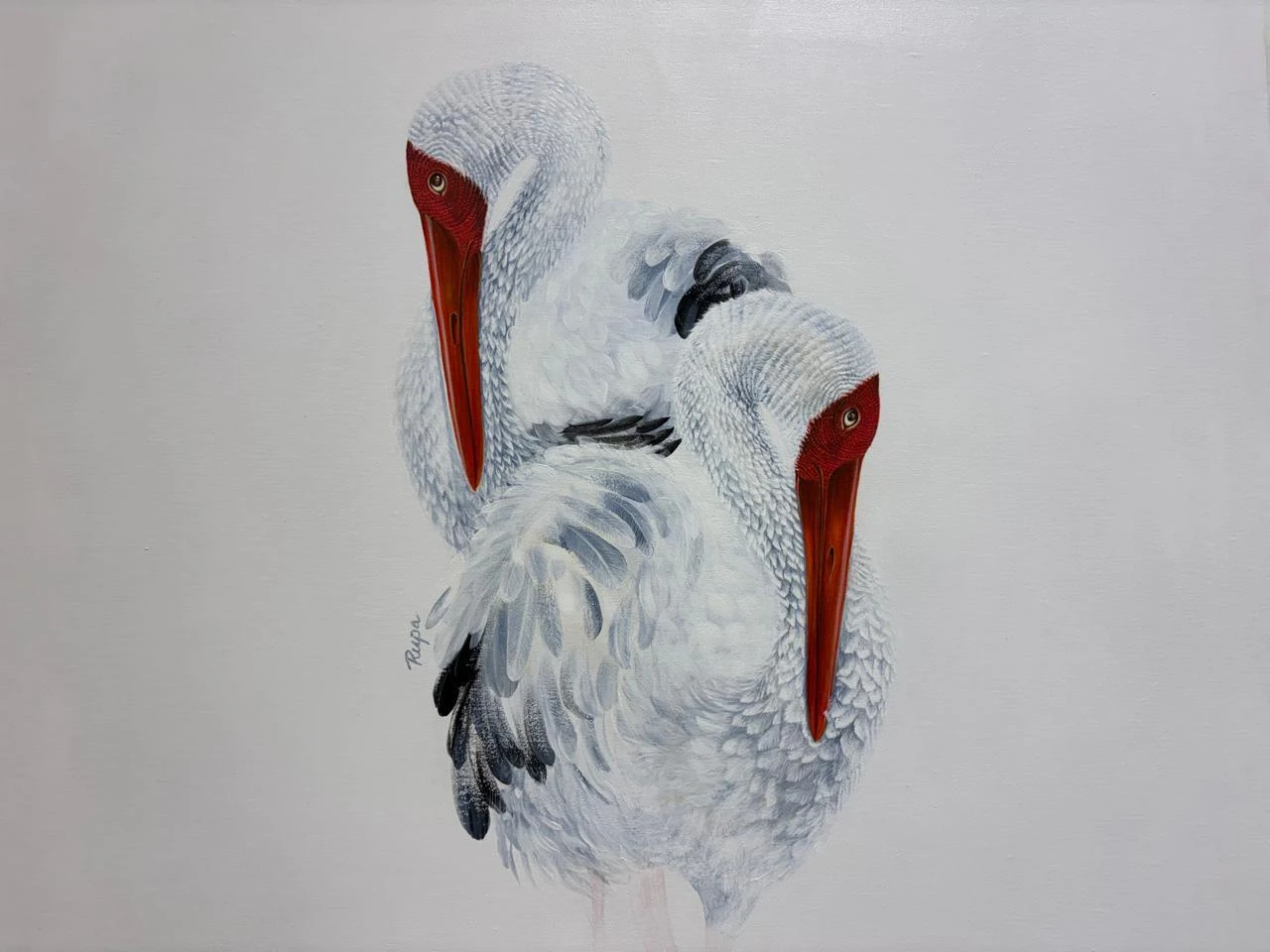 A pair of siberian cranes