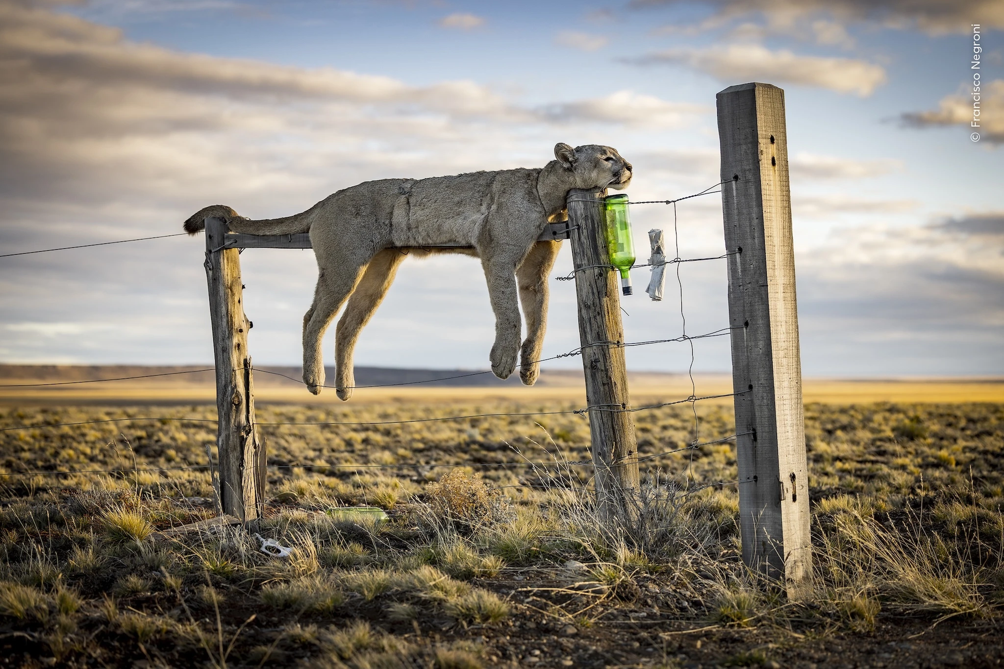 Wildlife Photographer of the Year 2026