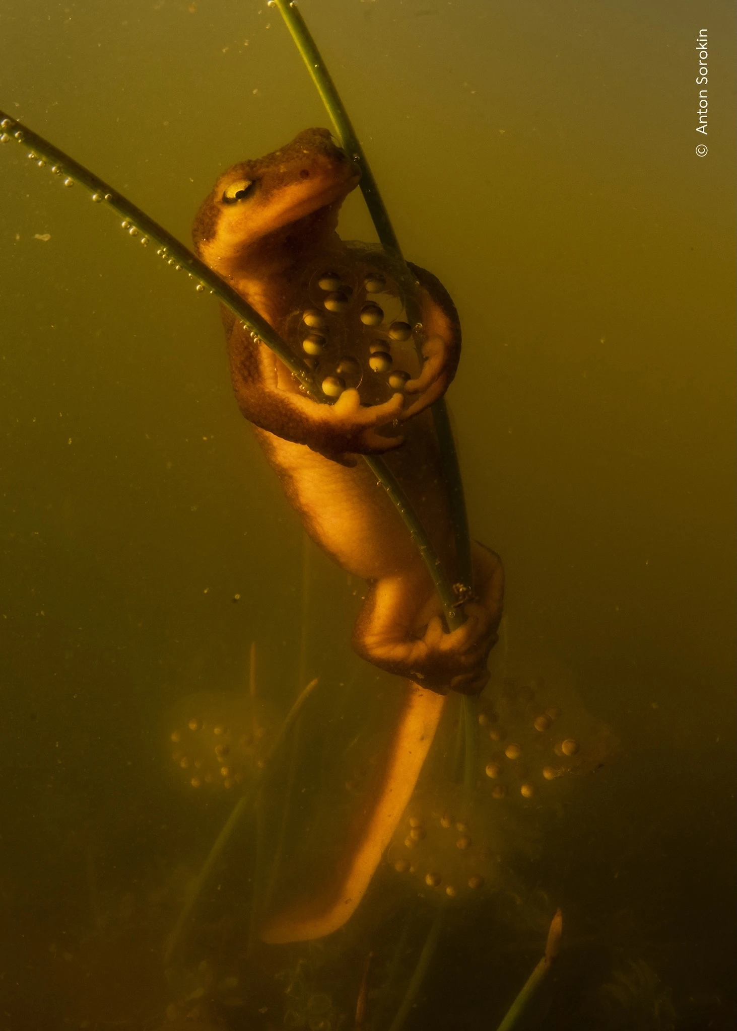 Wildlife Photographer of the Year 2026