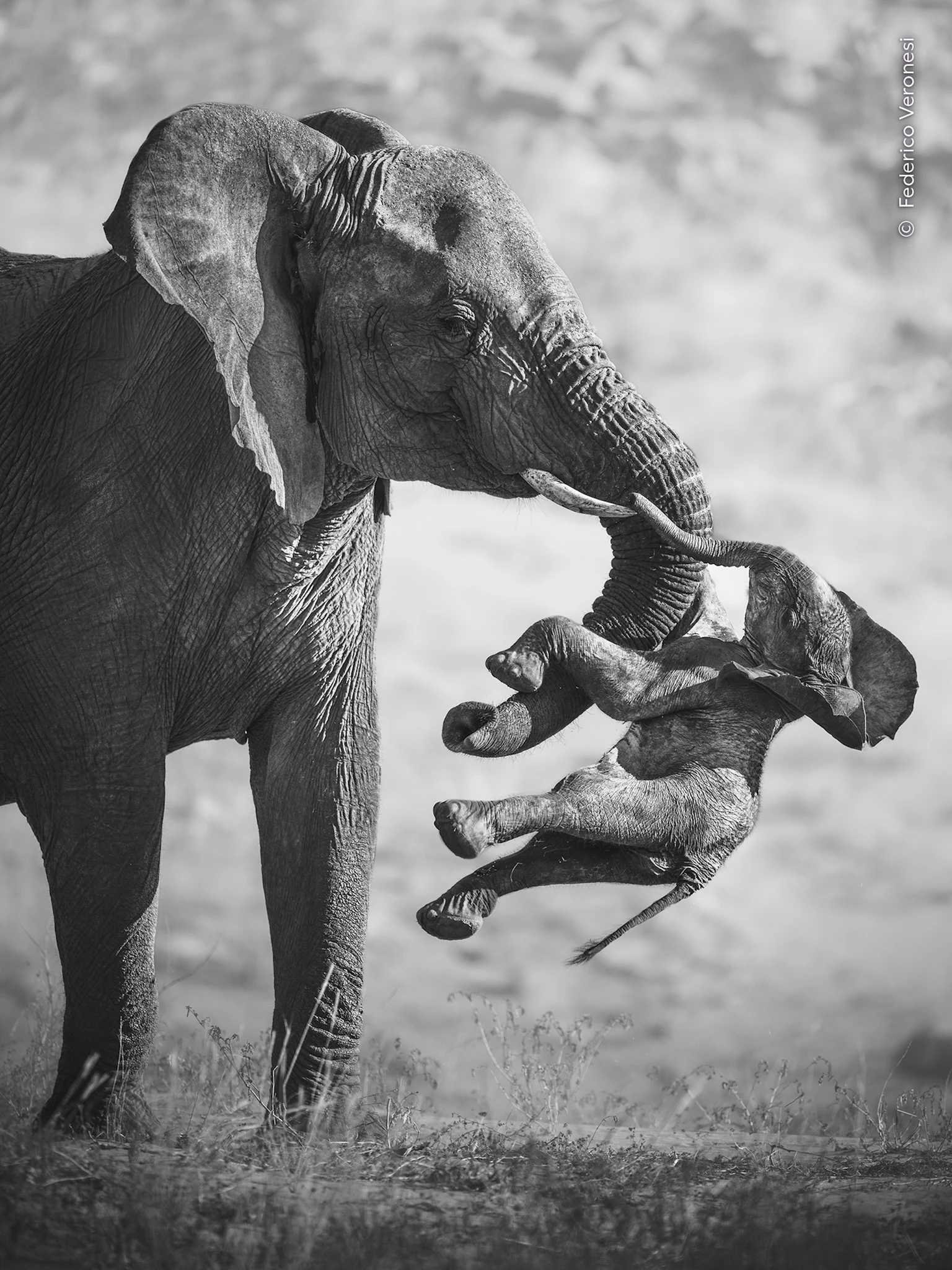 Wildlife Photographer of the Year 2026