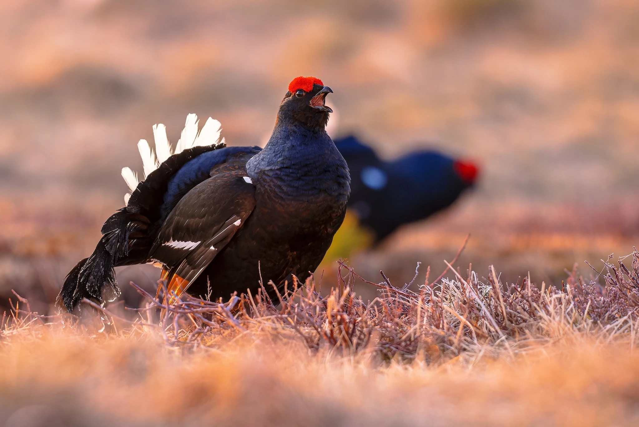 The black grouse is billed as a headliner