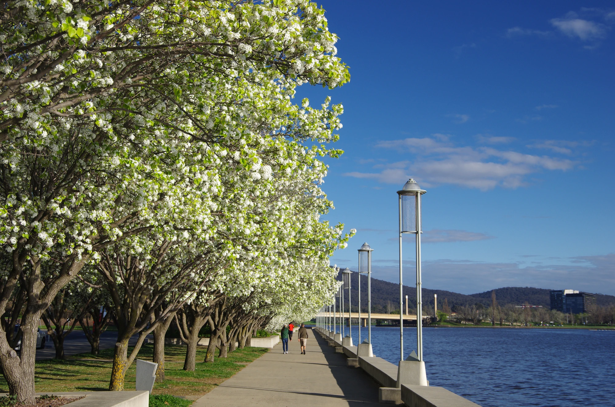 Blossom trees in springtime bloom along the walkway on the edge of Lake Burley Griffin.