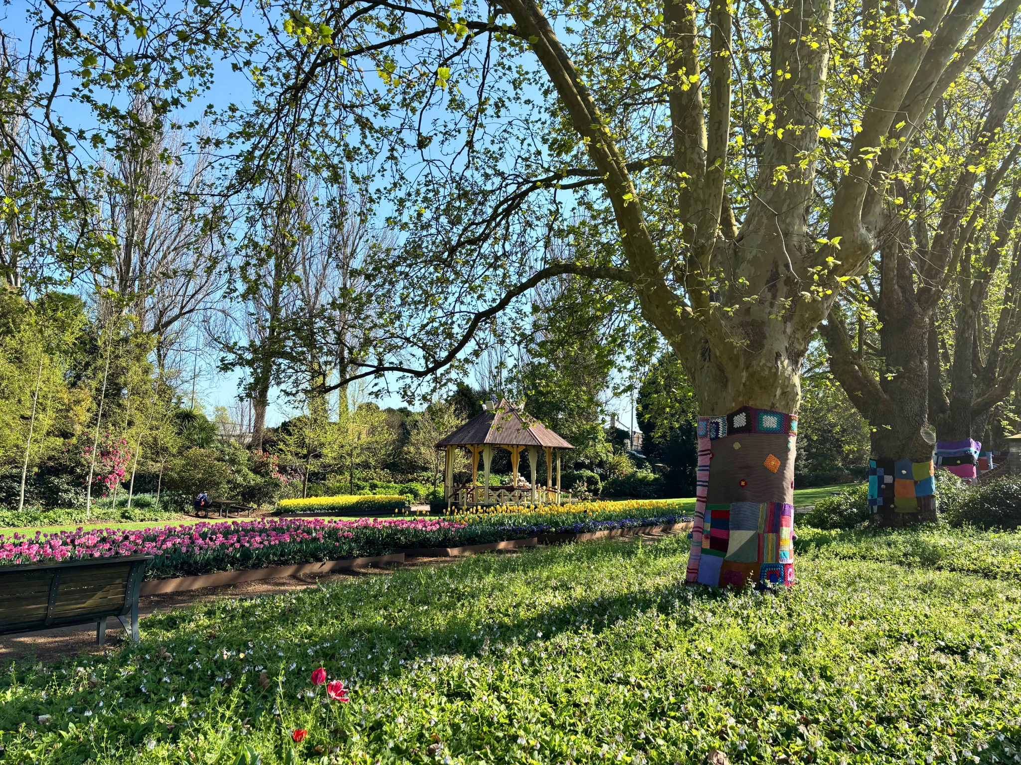 Garden with tulips