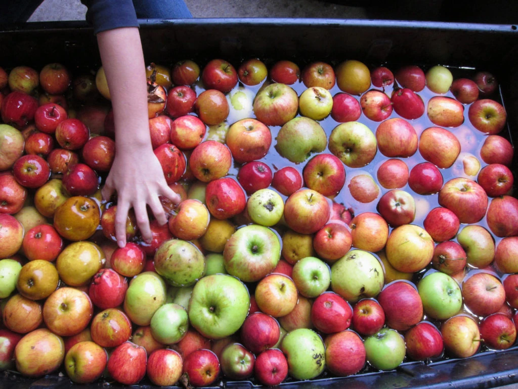 Apple Day at Woodlands Farm 