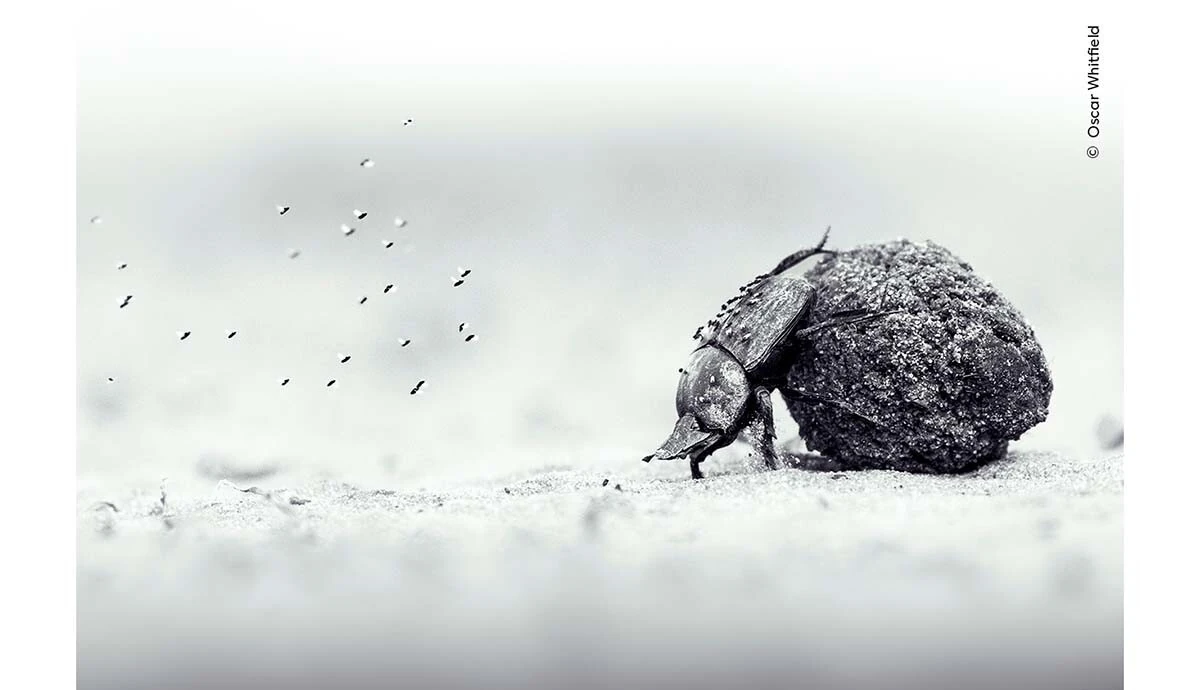 Oscar Whitfield / Wildlife Photographer of the Year 2026