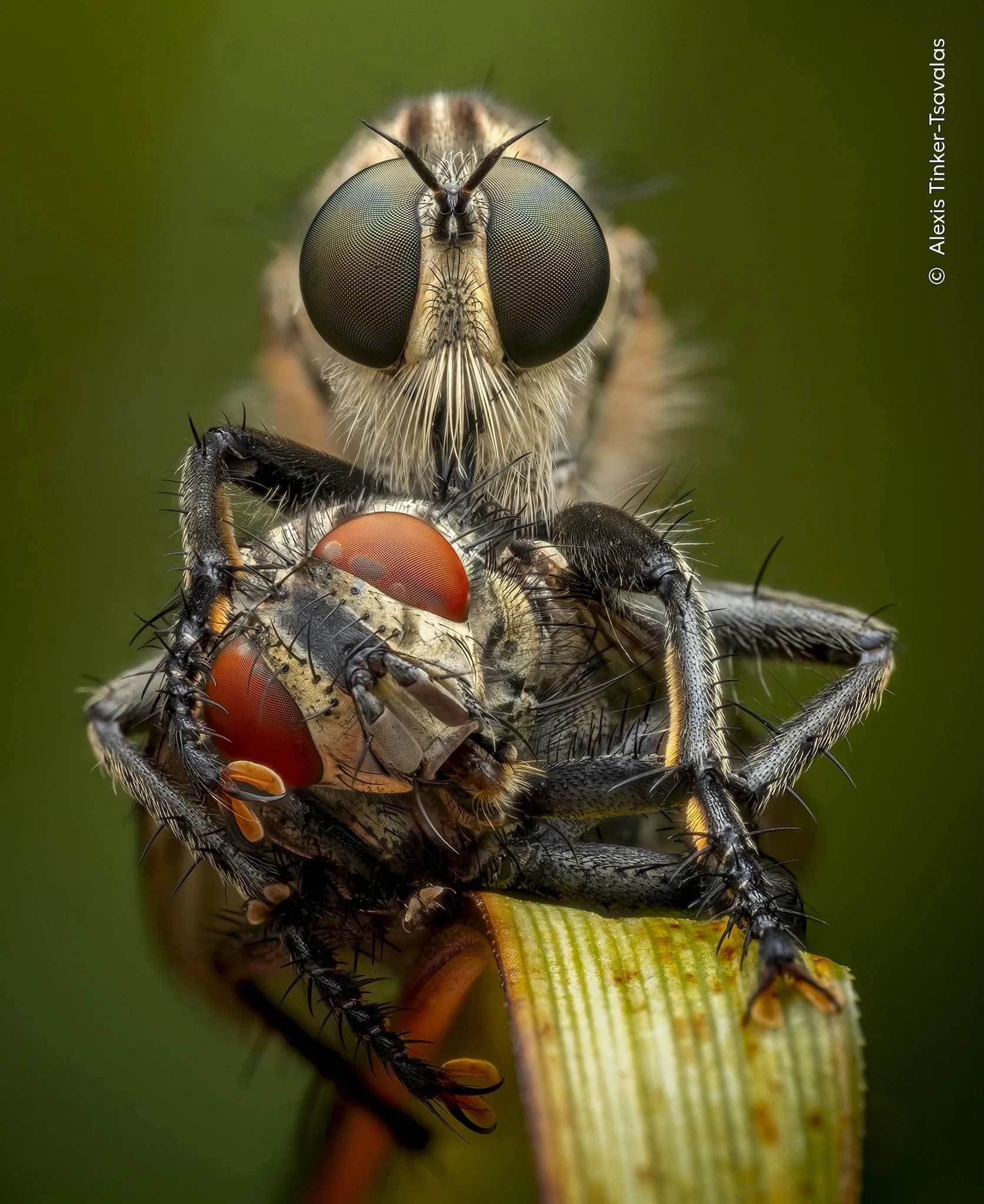 Alexis Tinker-Tsavalas / Wildlife Photographer of the Year 2026