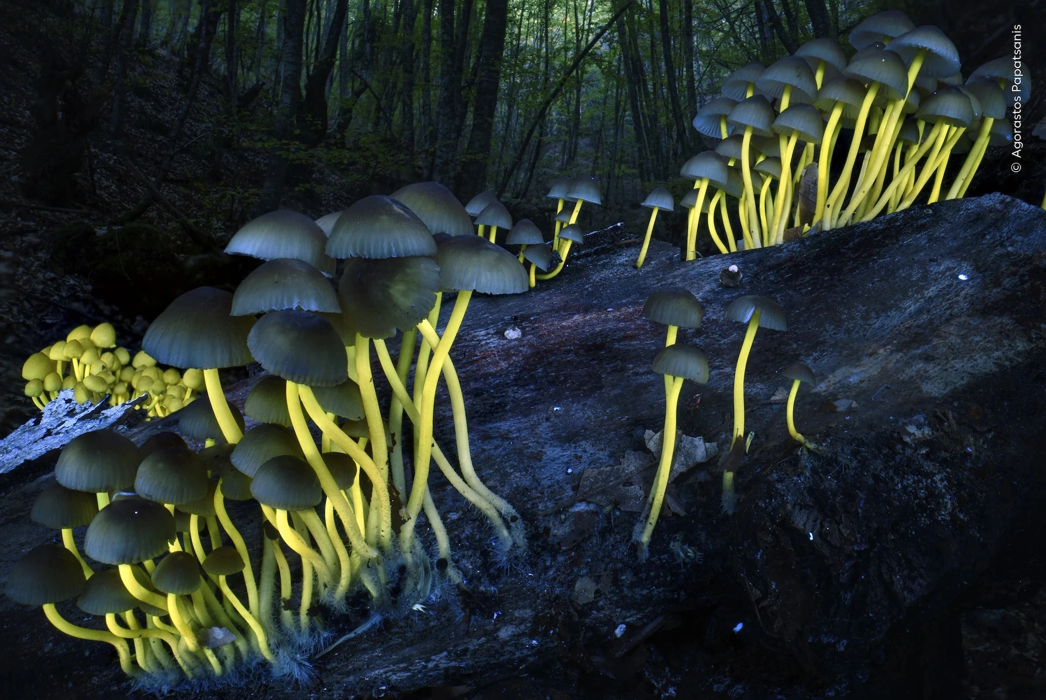 Agorastos Papatsanis / Wildlife Photographer of the Year 2026