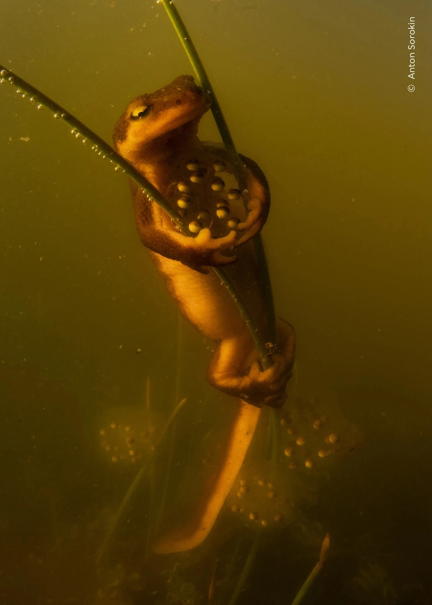 Anton Sorokin / Wildlife Photographer of the Year 2026