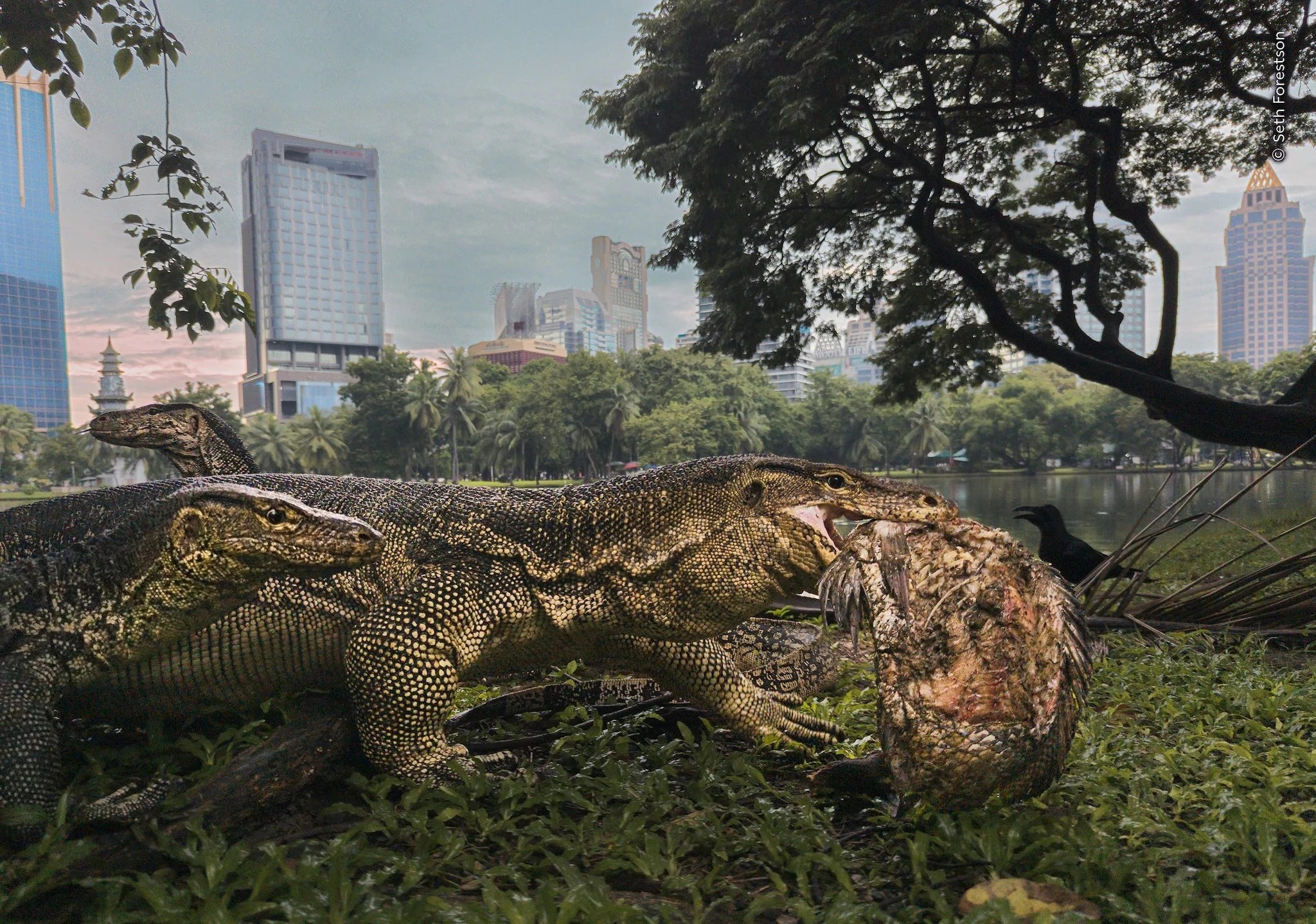Seth Forestson / Wildlife Photographer of the Year 2026