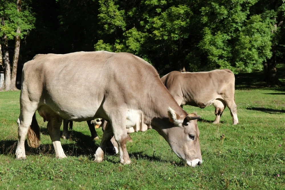 Vaca bruna de los Pirineos, la m&aacute;s caracter&iacute;stica de Catalunya