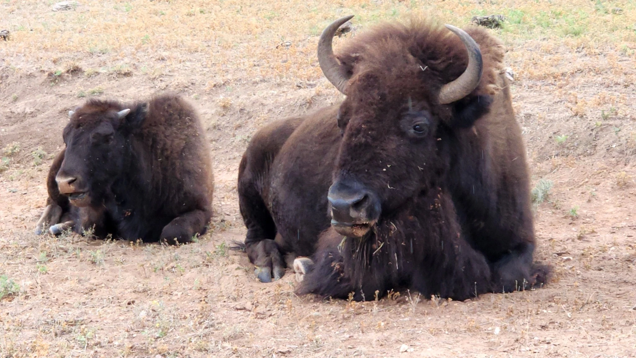 I spotted a bison and her calf along the side of the road at Wind Cave National Park.